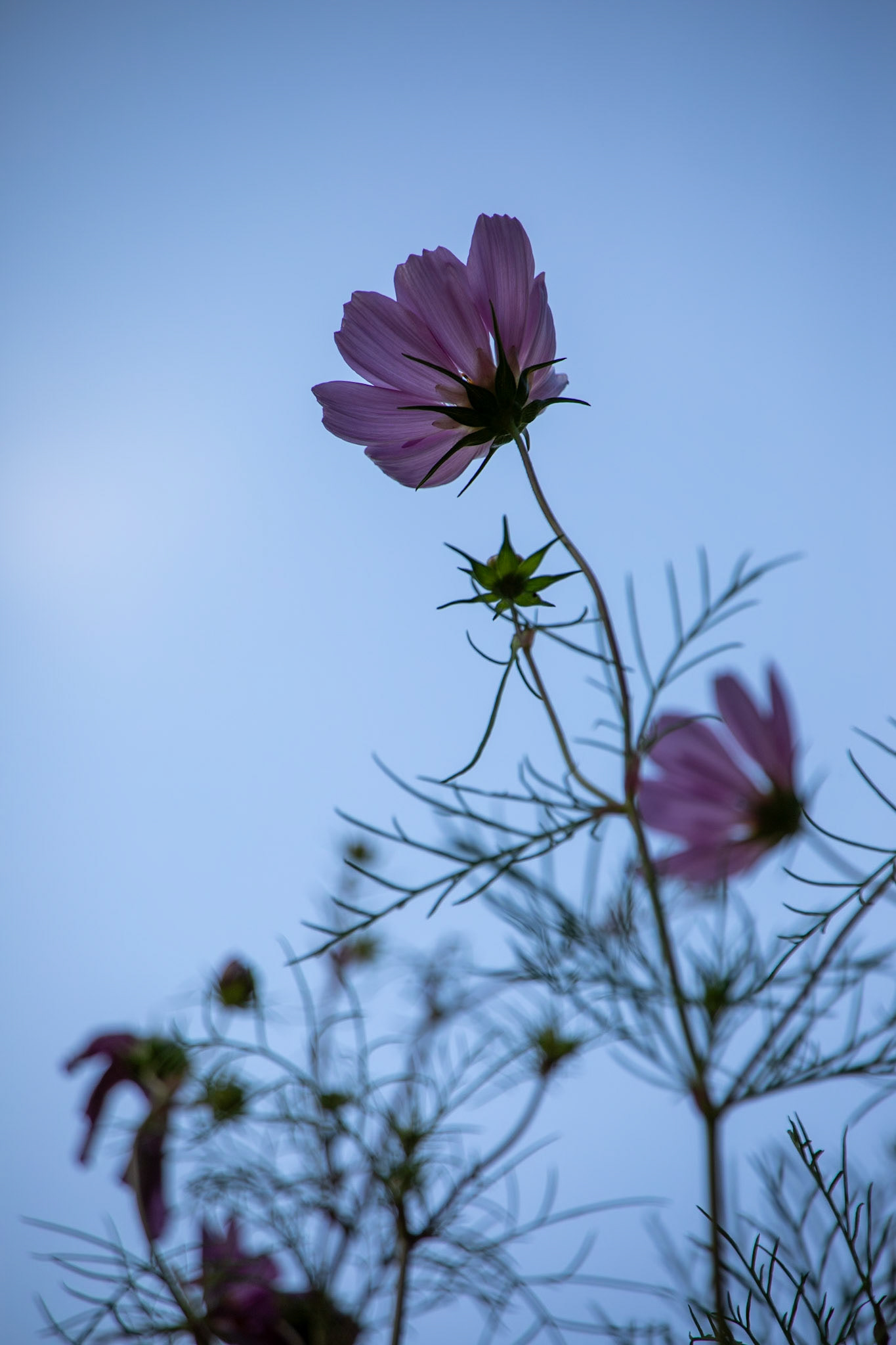 _2023-09-03__Canon__Canon EOS 5D Mark IV__ TAMRON 28-300mm F/3.5-6.3 Di VC PZD A010__f/6.3__1/1000 sec__Staines Road__Wraysbury__England__51°27'18.5112" N 0°33'18.2448" W