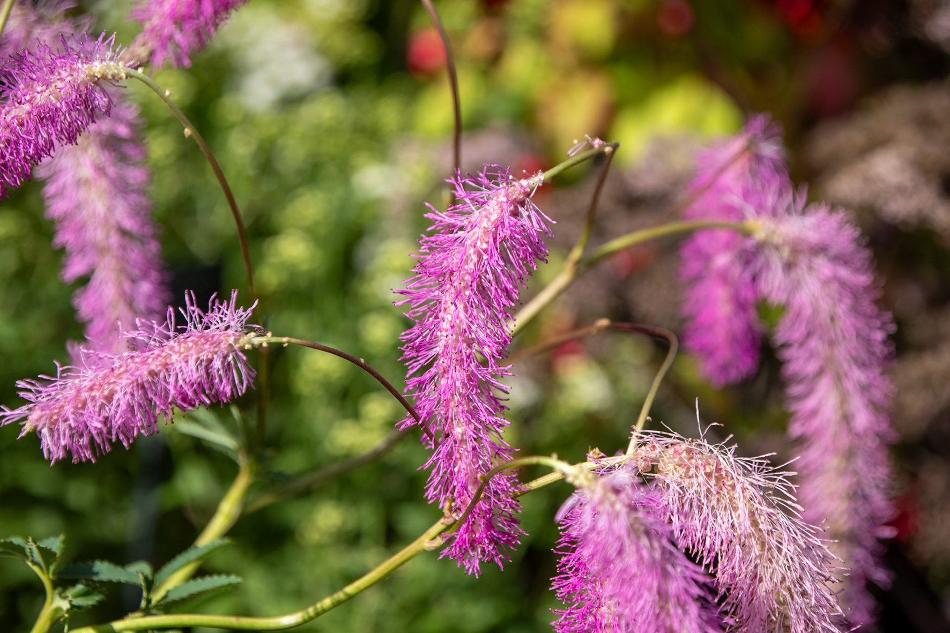 2023-09-05 14:22:31_TAMRON 28-300mm F/3.5-6.3 Di VC PZD A010_f/6.3_1/1000 sec_Sanguisorba hakusanensis – Korean Burnet_Portsmouth Road_Woking_England_51°18'53.2008" N 0°28'37.398" W