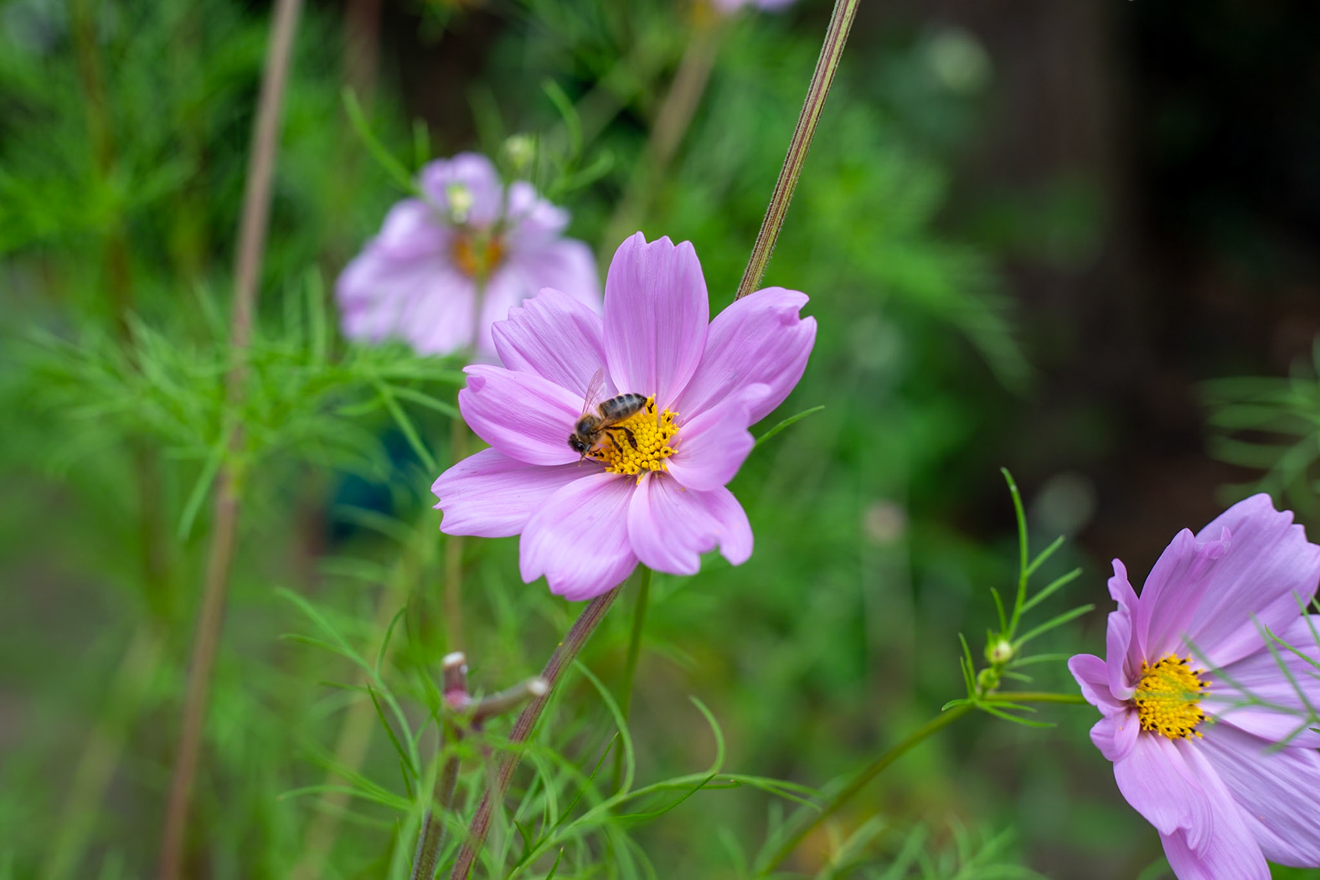 _2023-08-17__Canon__Canon EOS 5D Mark IV__ EF50mm f/1.8 STM__f/5__1/125 sec__Staines Road__Wraysbury__England__51°27'18.5148" N 0°33'17.514" W