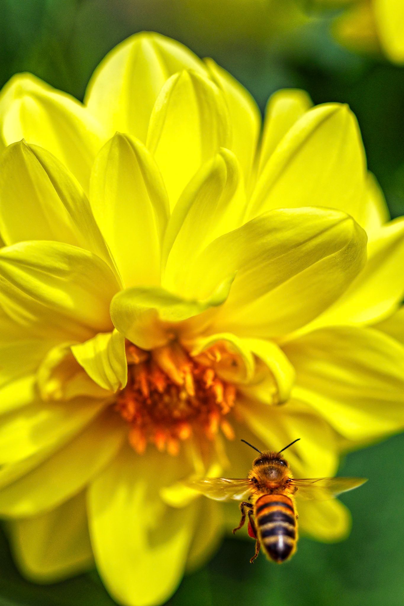 Honey Bee on Dahlia__2025-08-24__Canon__Canon EOS R3__ EF100mm f/2.8L Macro IS USM__f/4__1/2500 sec__Oast House Close__Hythe End__England__51°27'19.7172" N 0°33'23.2812" W
