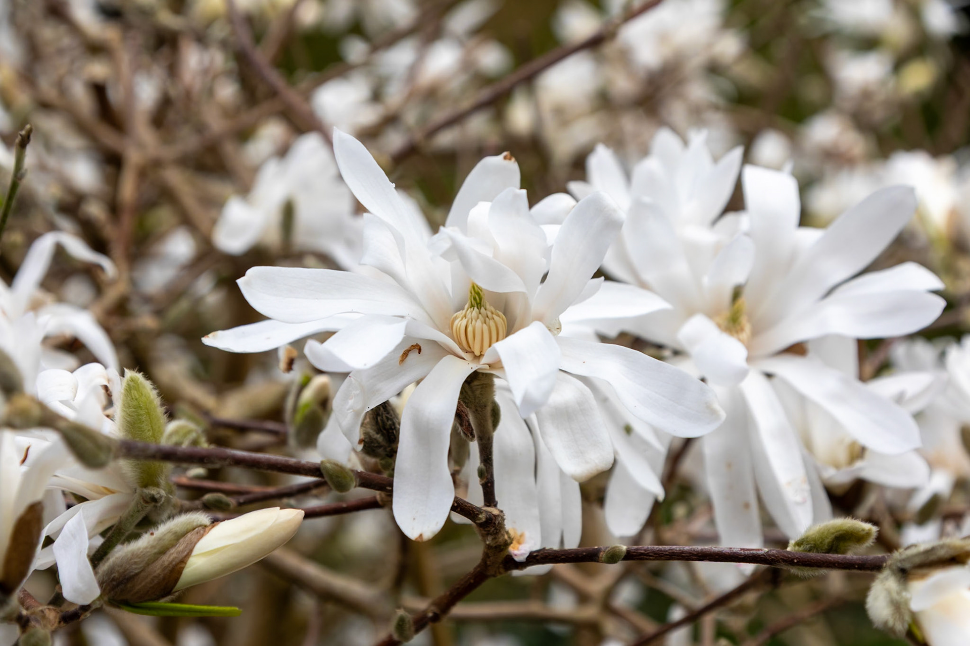 2023-03-20 08:49:24_TAMRON 28-300mm F/3.5-6.3 Di VC PZD A010_f/8_1/160 sec_Magnolia Stellata__Staines Road_Wraysbury_England_51°27'22.3992" N 0°33'24.2712" W