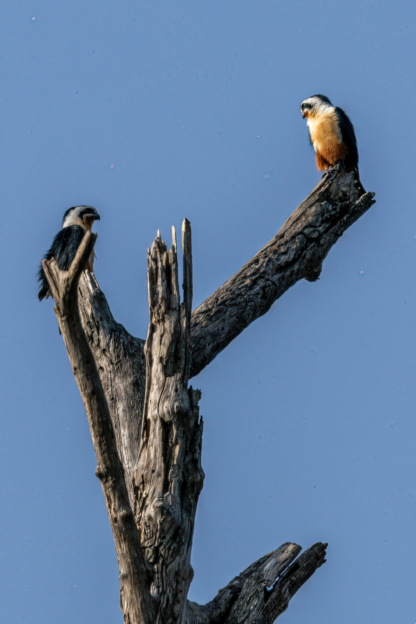 Collared Falconets__2026-03-09__Canon__Canon EOS R3__ RF100-500mm F4.5-7.1 L IS USM__f/14__1/400 sec____Dhela FRH__India__29°26'5.0172" N 78°57'13.8168" E