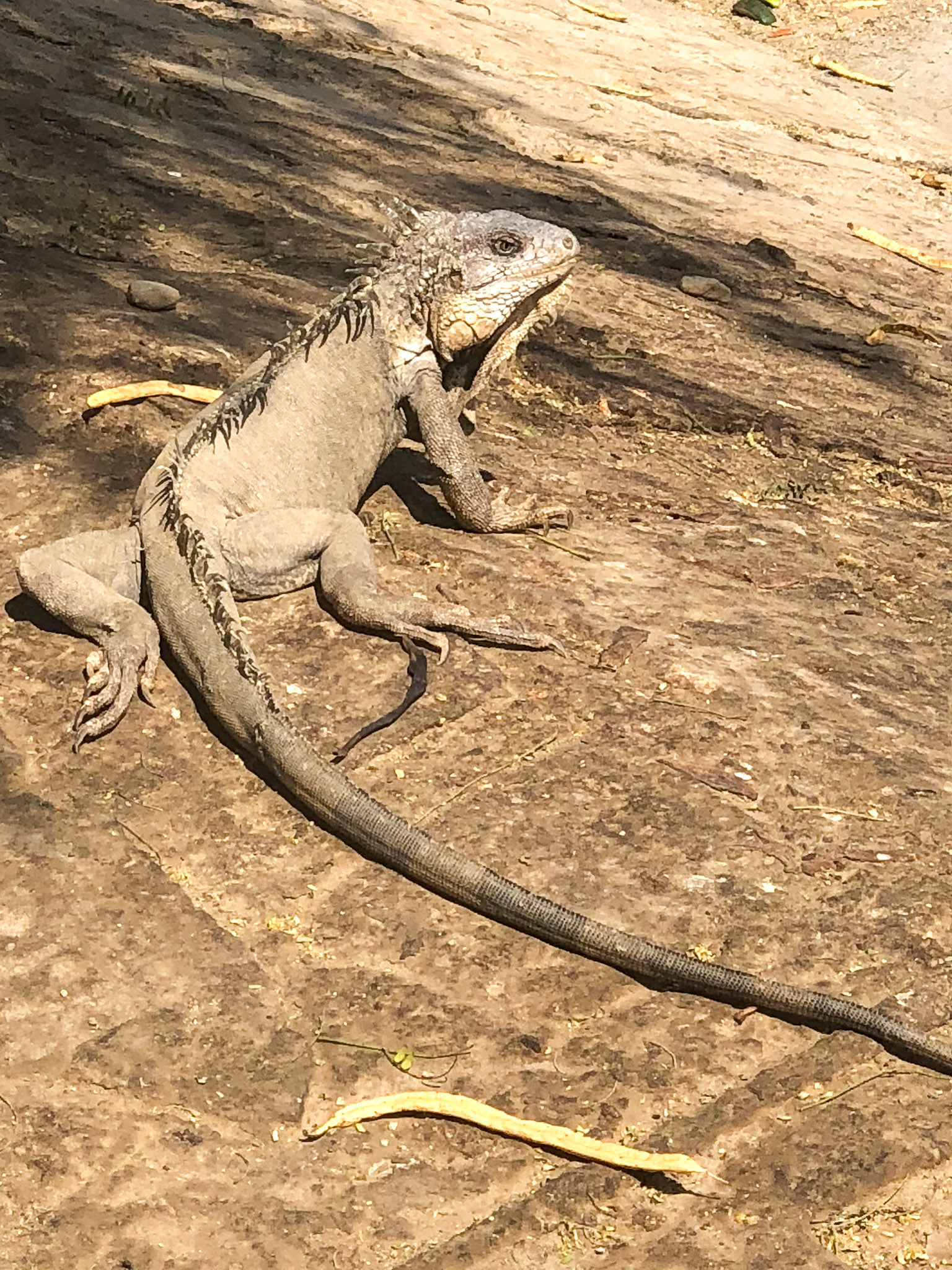 Green Iguana__2018-10-21__Apple__iPhone X__ iPhone X back dual camera 6mm f/2.4__f/2.4__1/1250 sec__Calle Arequipa__Máncora__Peru__4°6'25.11" S 81°3'20.8908" W