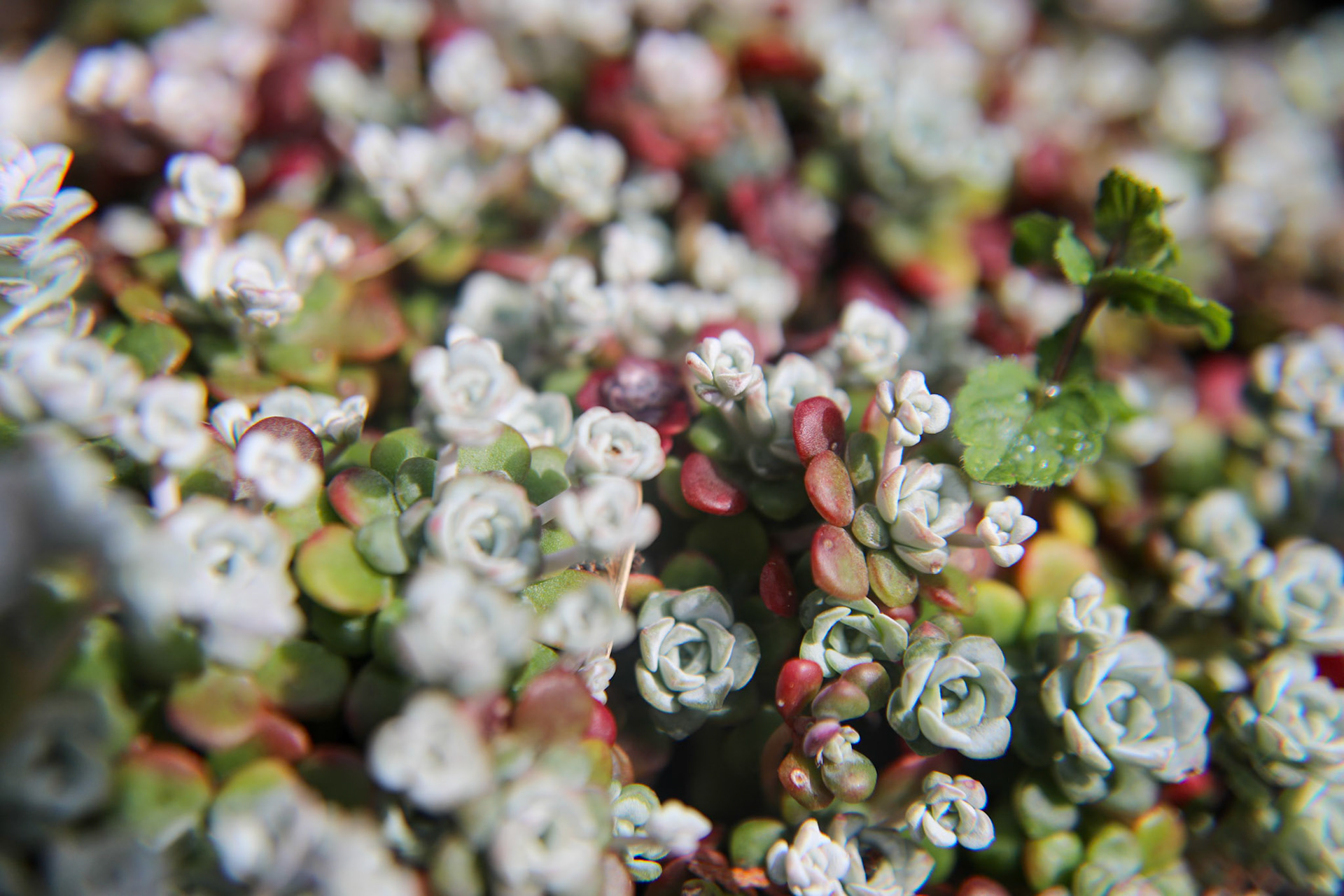 _2023-04-19__Canon__Canon EOS 5D Mark IV__ TAMRON 28-300mm F/3.5-6.3 Di VC PZD A010__f/3.5__1/2000 sec________