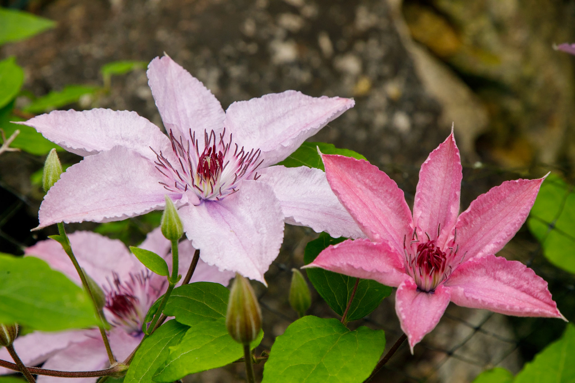 2023-06-24 13:50:29_TAMRON 28-300mm F/3.5-6.3 Di VC PZD A010_f/16_1/250 sec_ID: Clematis hybrid cultivar (possibly in the Clematis x jackmanii group)_Staines Road_Wraysbury_England_51°27'18.2772" N 0°33'17.82" W