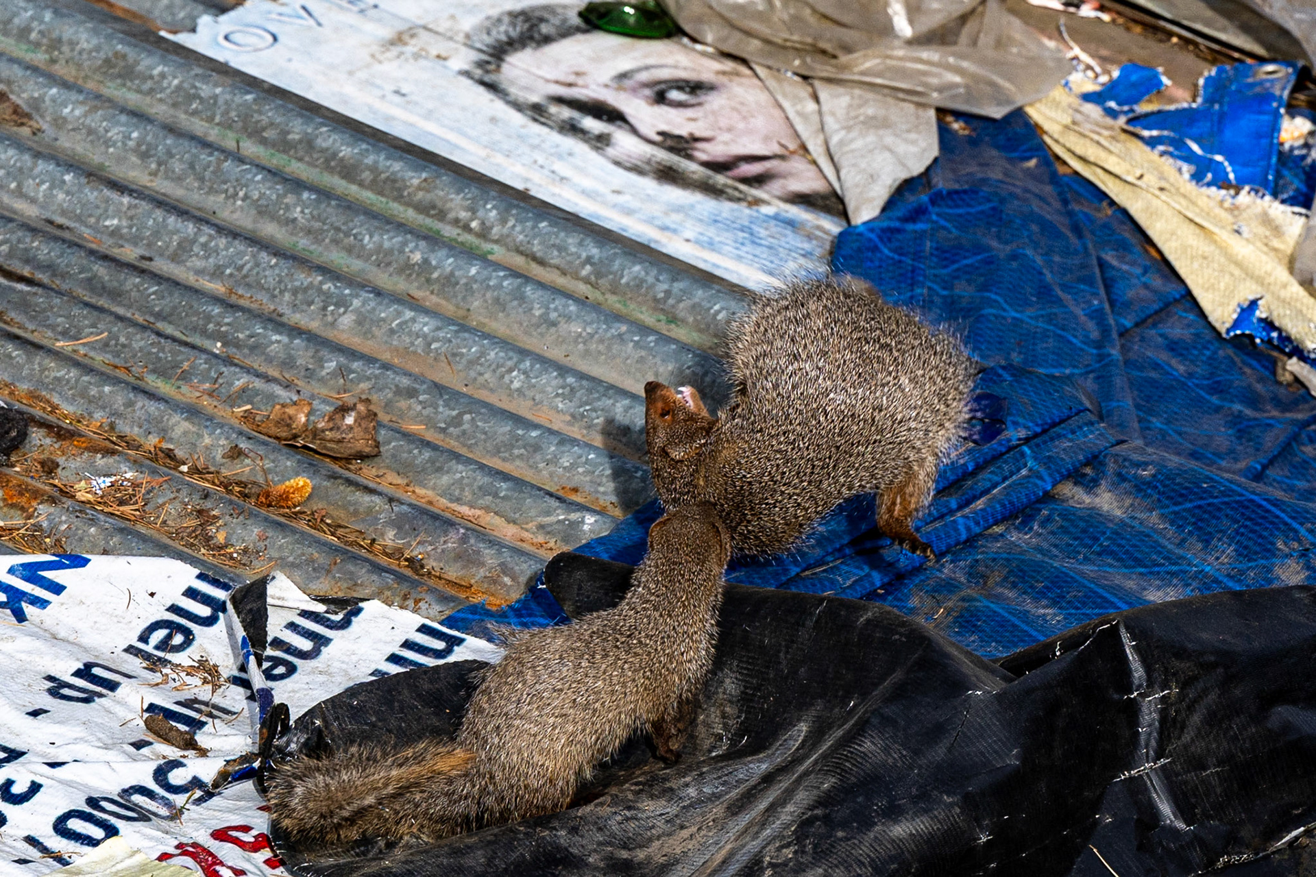 Mongeese__2025-12-06__Canon__Canon EOS R3__ RF70-200mm F2.8 L IS USM__f/5.6__1/800 sec__The Ridge__Shimla__India__31°6'18.1152" N 77°10'31.3752" E