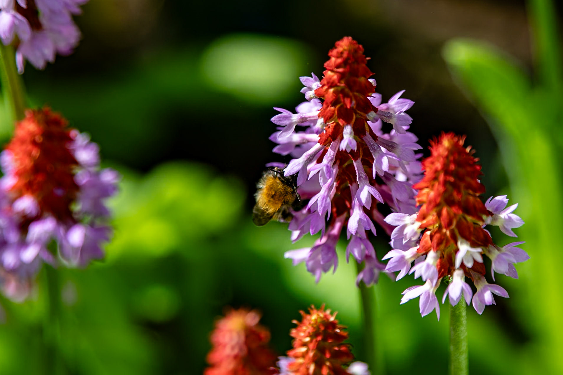 2023-09-05 14:11:14_TAMRON 28-300mm F/3.5-6.3 Di VC PZD A010_f/6.3_1/500 sec_Primula vialii – Vial’s Primrose  Visitor: Bumblebee (species not confirmed)_Portsmouth Road_Woking_England_51°18'53.1612" N 0°28'37.5348" W