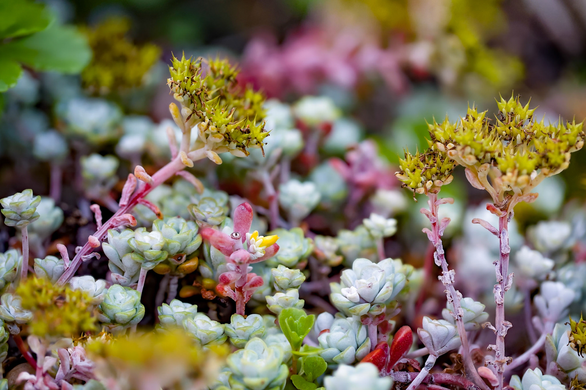 2024-06-29 11:42:59_EF100mm f/2.8L Macro IS USM_f/3.2_1/5000 sec___Staines Road_Wraysbury_England_51°27'18.4068" N 0°33'17.5788" W