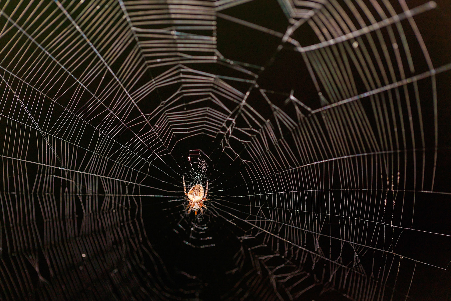 European Garden Spider__2024-07-19__Canon__Canon EOS R3__ EF100mm f/2.8L Macro IS USM__f/2.8__1/5000 sec__Staines Road__Wraysbury__England__