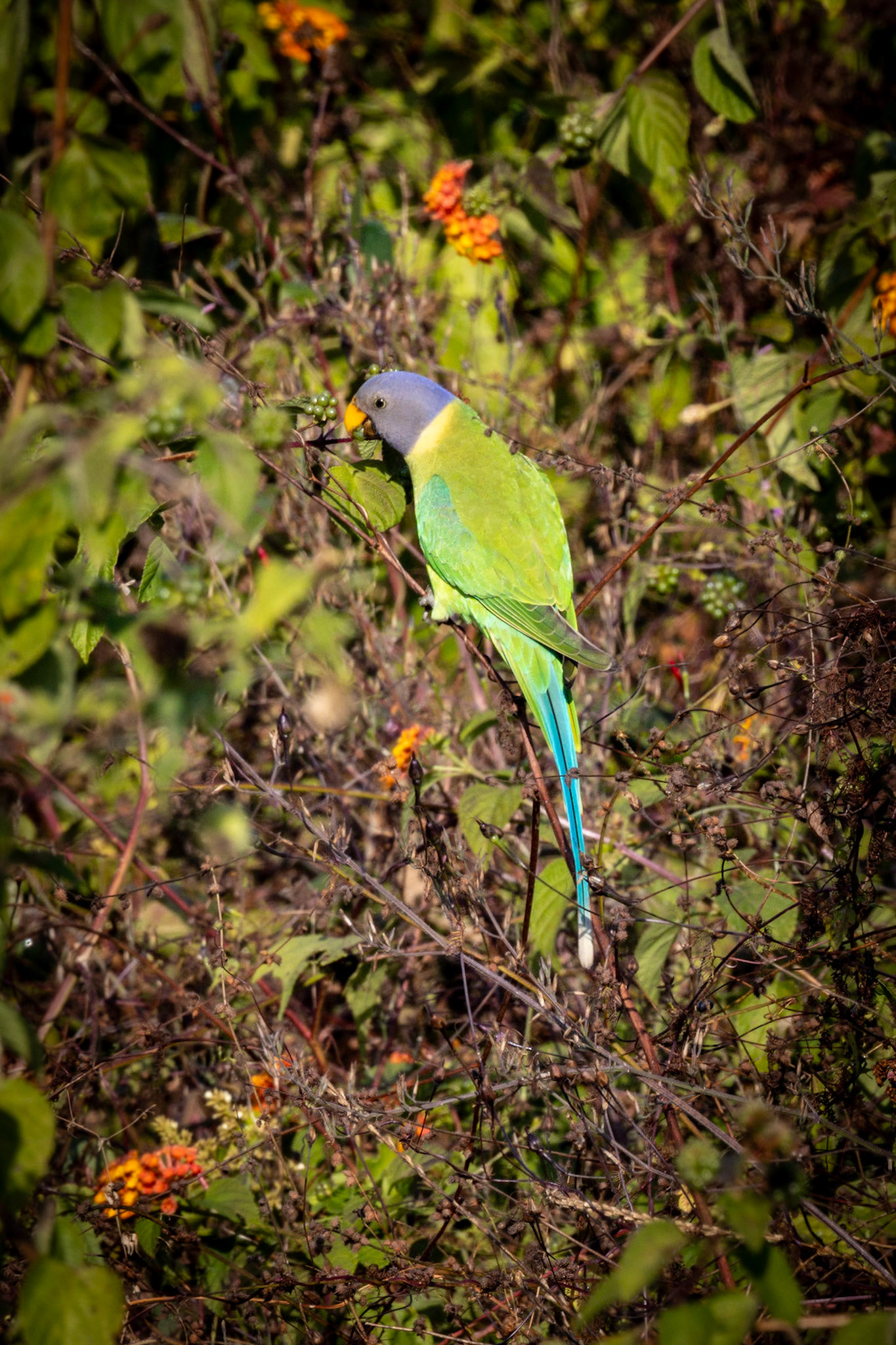Plum-headed Parakeet__2025-12-01__Canon__Canon EOS R3__ RF100-500mm F4.5-7.1 L IS USM__f/14__1/160 sec____Dhela FRH__India__29°25'57.342" N 78°57'48.3912" E