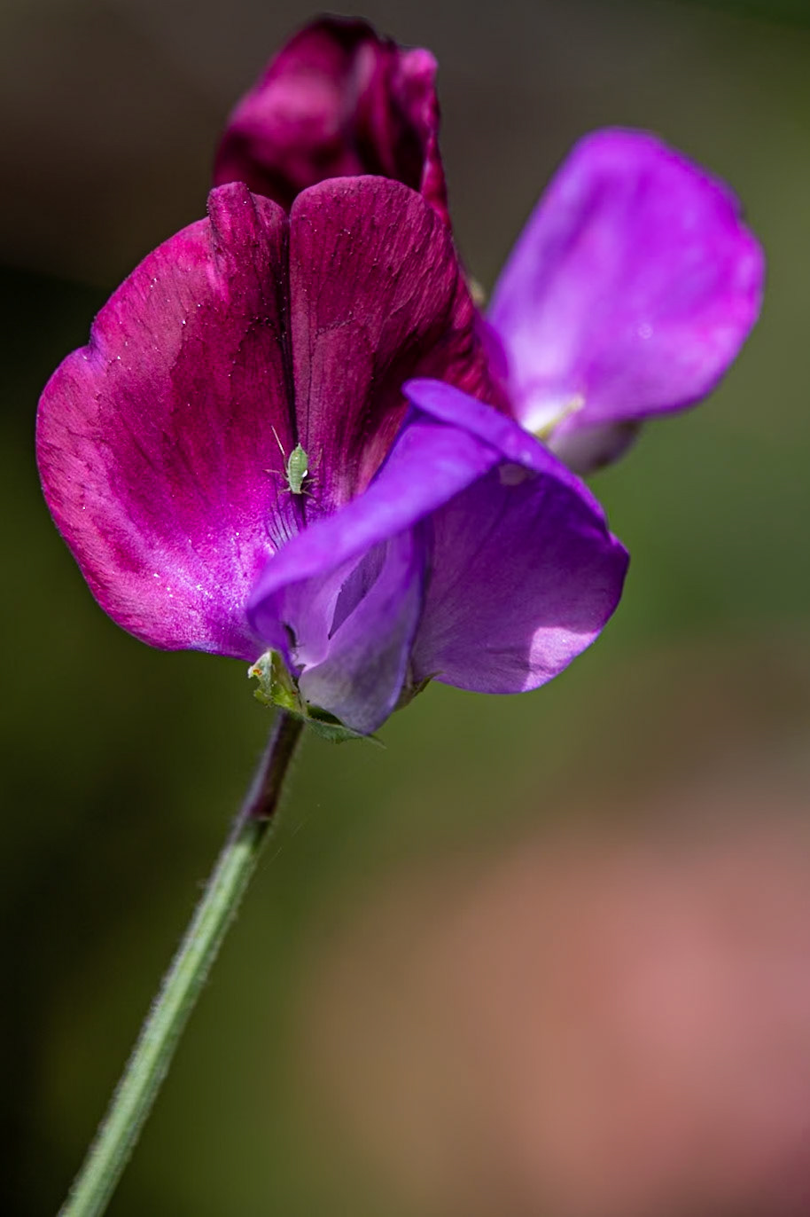 2023-08-17 15:39:38_TAMRON 28-300mm F/3.5-6.3 Di VC PZD A010_f/6.3_1/320 sec_Lathyrus odoratus – Sweet Pea  Visitor: Greenfly (aphid)_Staines Road_Wraysbury_England_51°27'18.4068" N 0°33'17.8488" W