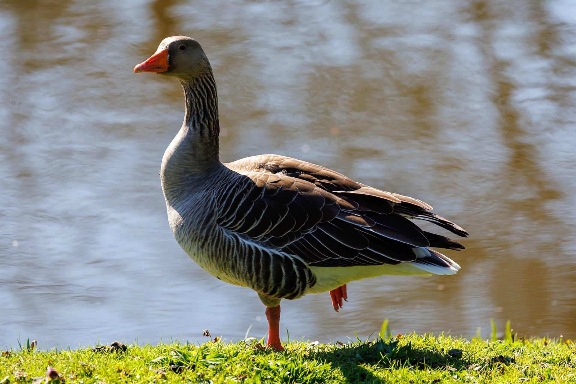 Greylag Goose__2026-03-18__Canon__Canon EOS R3__ RF100-500mm F4.5-7.1 L IS USM__f/7.1__1/500 sec__Pains Hill__Elmbridge__England__51°19'40.488" N 0°25'48.396" W