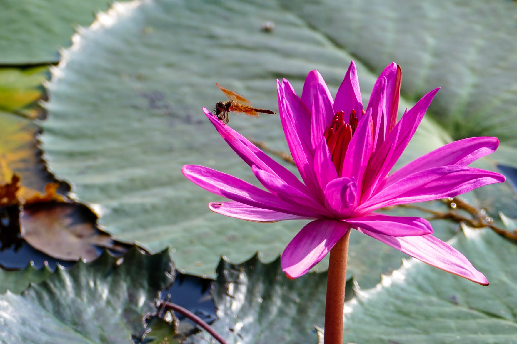 2019-09-30 08:22:26__f/4_1/1000 sec___Ankor Wat_Siem Reap_Cambodia_