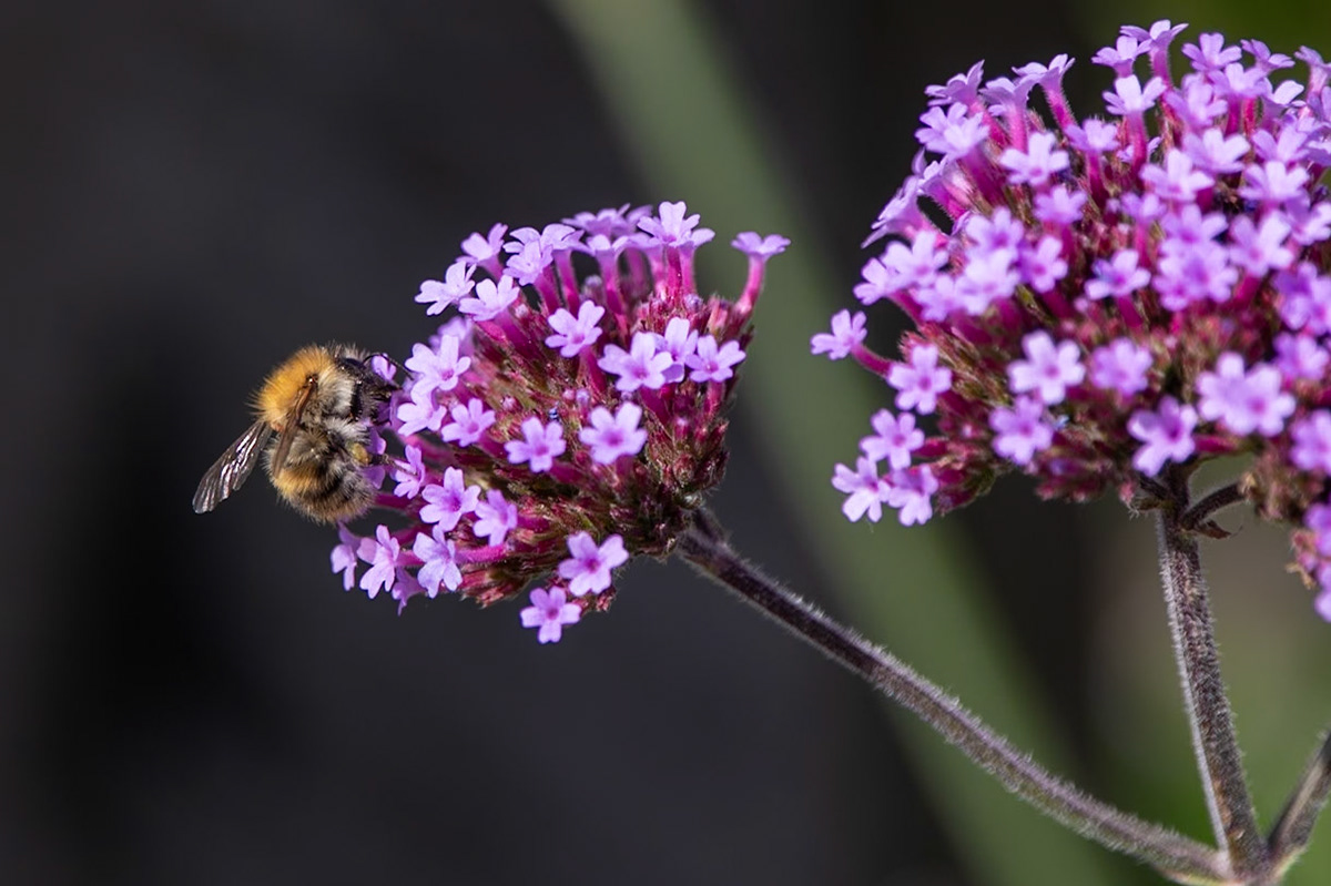 2023-09-05 13:48:57_TAMRON 28-300mm F/3.5-6.3 Di VC PZD A010_f/6.3_1/320 sec_Verbena bonariensis – Tall Verbena  Visitor: Bombus pascuorum (Common Carder Bee)_Portsmouth Road_Woking_England_51°18'53.442" N 0°28'26.9688" W