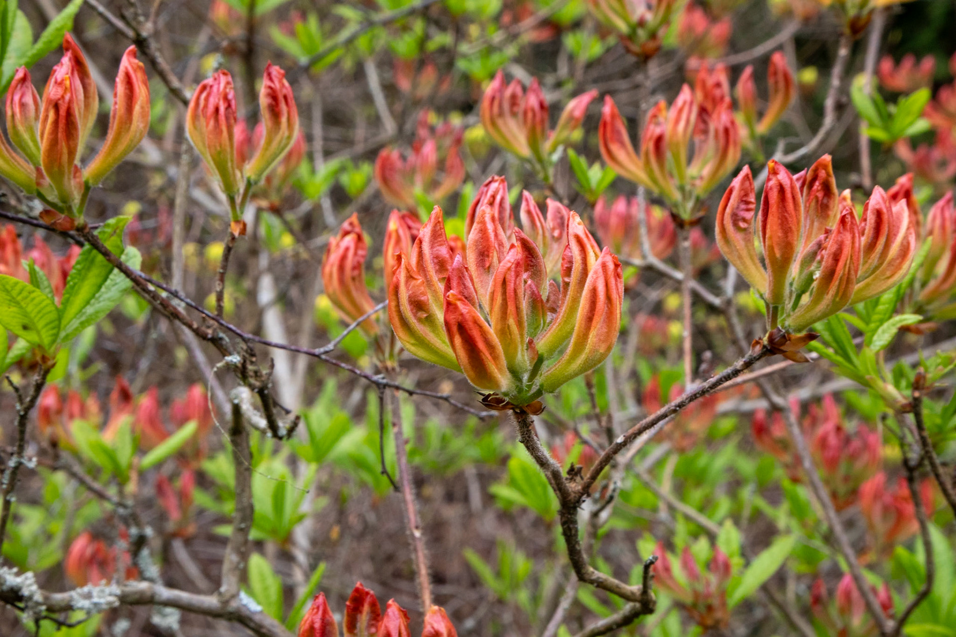 _2023-04-24__Canon__Canon EOS 5D Mark IV__ TAMRON 28-300mm F/3.5-6.3 Di VC PZD A010__f/22__1/100 sec__The Valley Gardens__Old Windsor__England__51°25'0.2748" N 0°36'9.9972" W