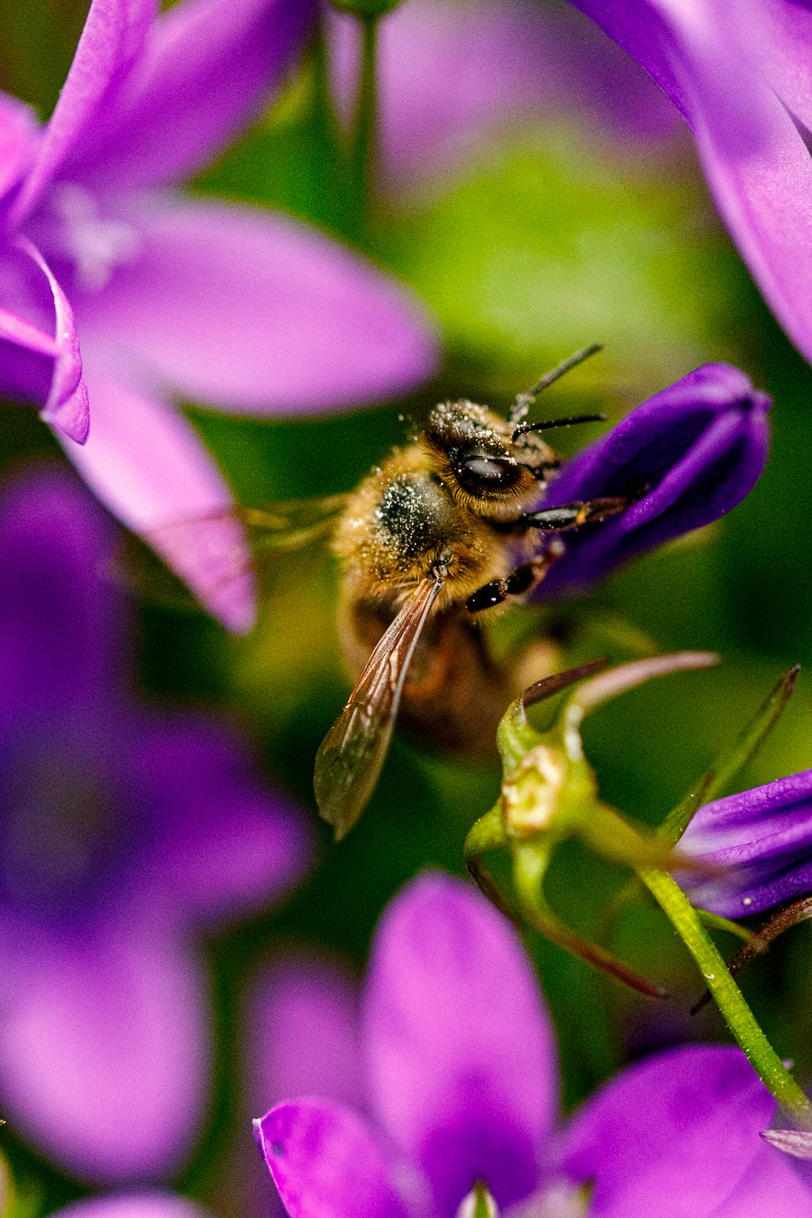 Honey Bee on Campanula__2024-06-06__Canon__Canon EOS 5D Mark IV__ EF100mm f/2.8L Macro IS USM__f/3.2__1/8000 sec__Old School Court__Hythe End__England__51°27'18.2232" N 0°33'17.8128" W