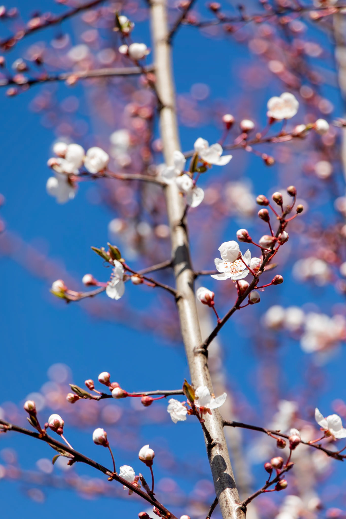 _2023-02-26__Canon__Canon EOS 5D Mark IV__ TAMRON 28-300mm F/3.5-6.3 Di VC PZD A010__f/6.3__1/200 sec__Staines Road__Wraysbury__England__51°27'16.2" N 0°33'16.866" W