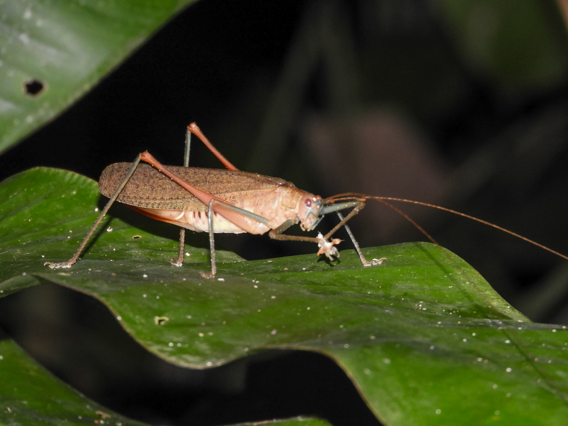 Fork-tailed Bush Katydid__2018-11-06__Nikon__Coolpix B700__ __f/5.6__1/125 sec____Las Piedras__Peru__12°32'27.9708" S 69°3'11.5668" W