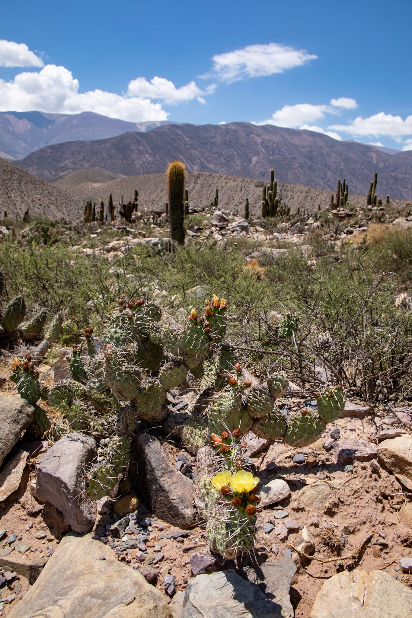 2023-11-08 16:19:06_TAMRON 28-300mm F/3.5-6.3 Di VC PZD A010_f/14_1/160 sec_Opuntia sulphurea – Spiny Prickly Pear_Pasaje Simón Carrillo_Municipio de Tilcara_Argentina_23°35'8.4192" S 65°24'11.7792" W