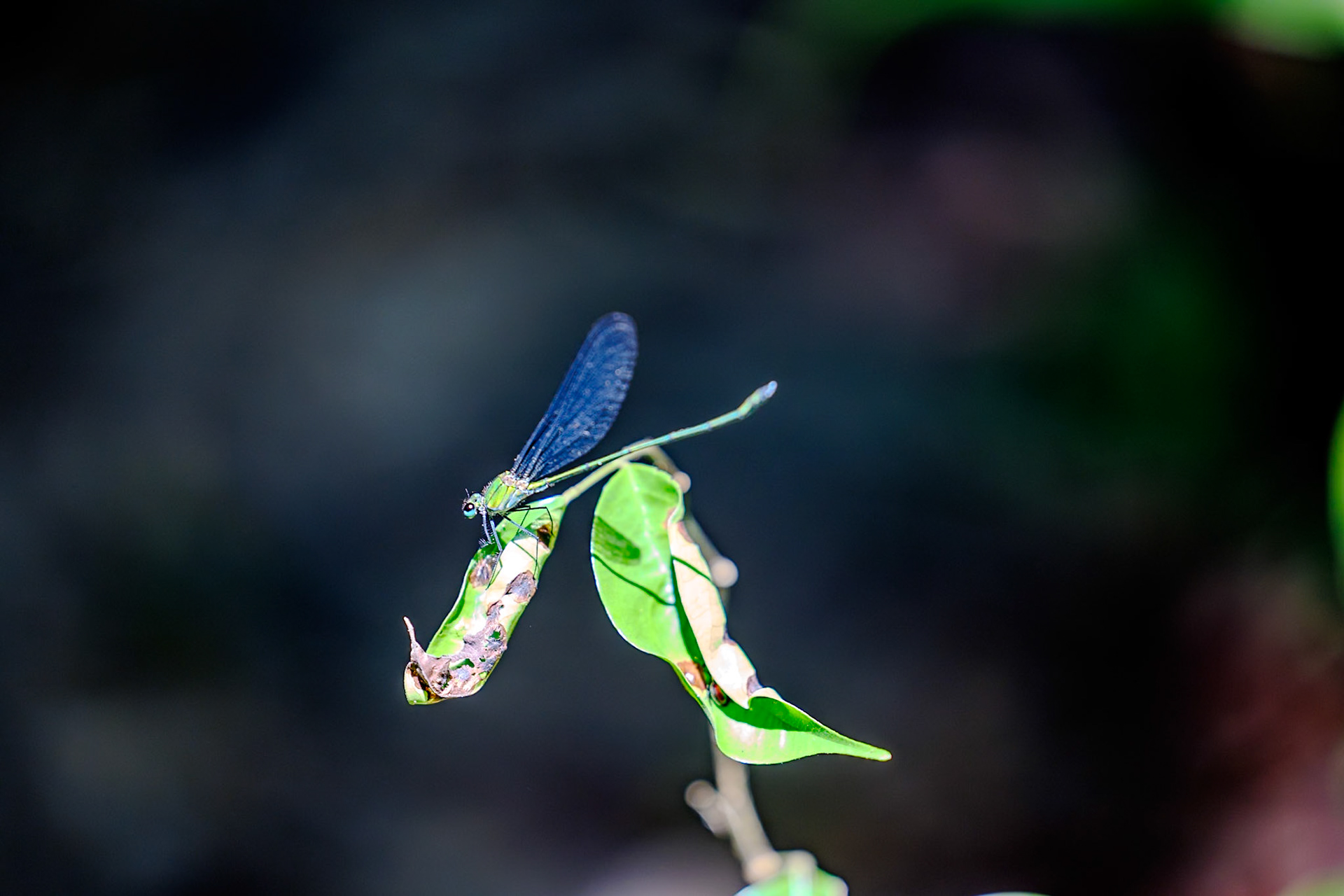 Vestralis damselfly__2025-02-11__Canon__Canon EOS R3__ RF70-200mm F2.8 L IS USM__f/2.8__1/400 sec__Path to Wang Pai Ha____Thailand__8°54'42.8868" N 98°30'41.7348" E