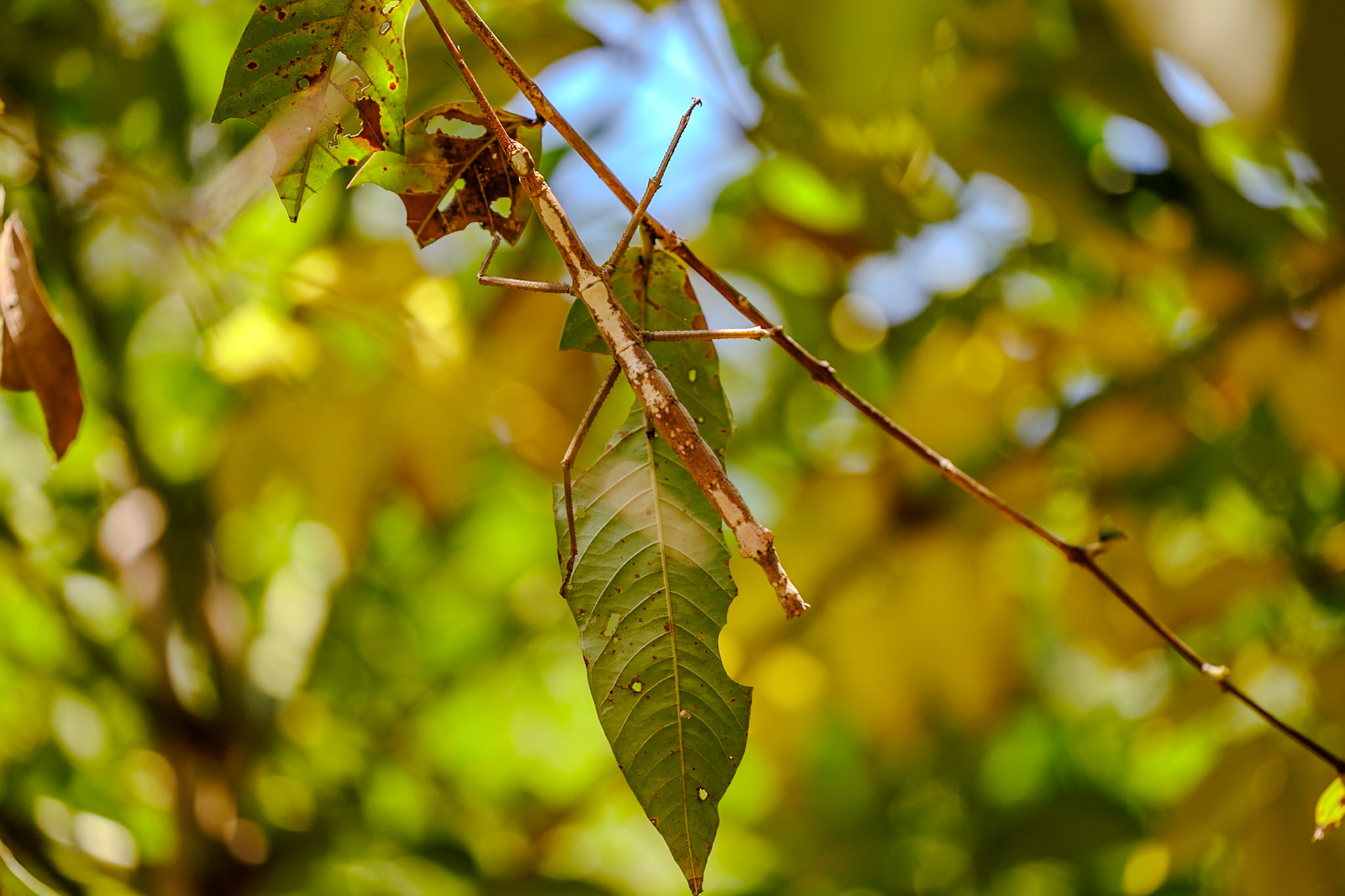 Stick Insect__2025-02-11__Canon__Canon EOS R3__ RF70-200mm F2.8 L IS USM__f/2.8__1/1250 sec__Nature Trail 3____Thailand__8°54'59.5728" N 98°31'39.8712" E