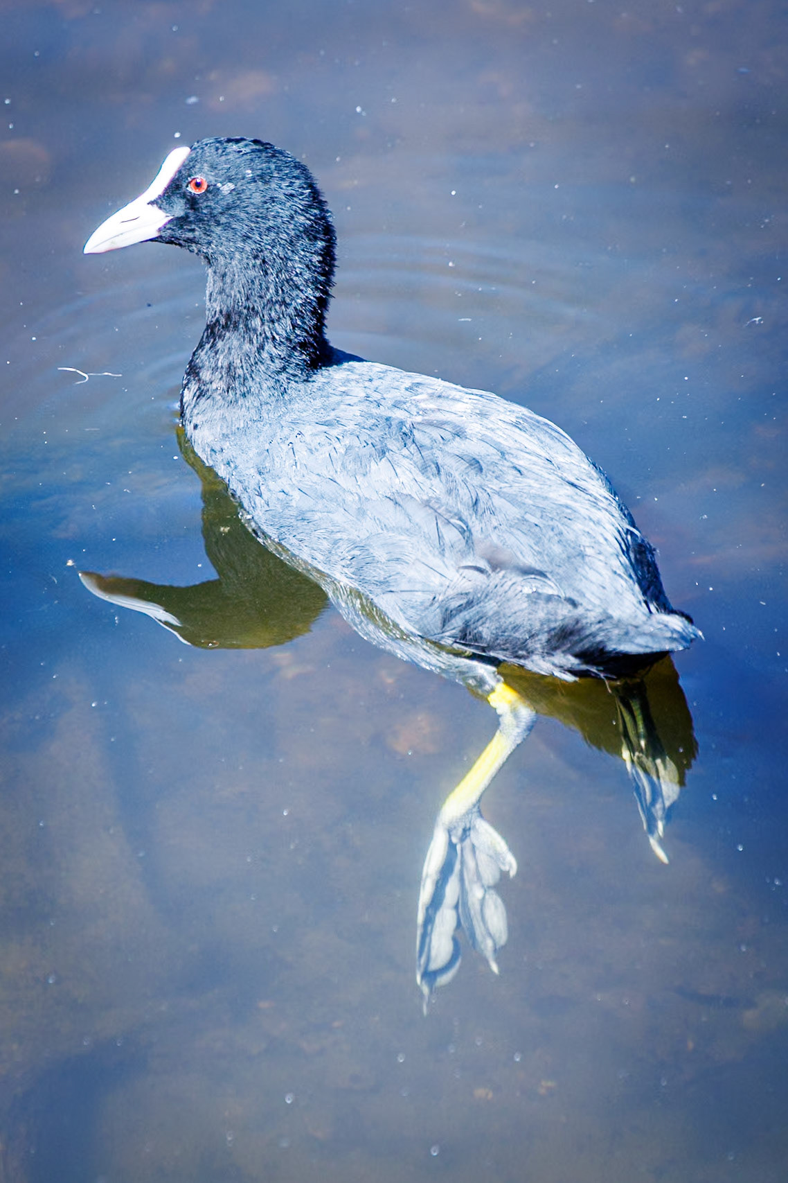 Common Coot__2024-07-29__Canon__Canon EOS R3__ TAMRON 28-300mm F/3.5-6.3 Di VC PZD A010__f/6.3__1/320 sec__Rhododendron Ride__Borough of Runnymede__England__51°25'23.8728" N 0°35'40.776" W
