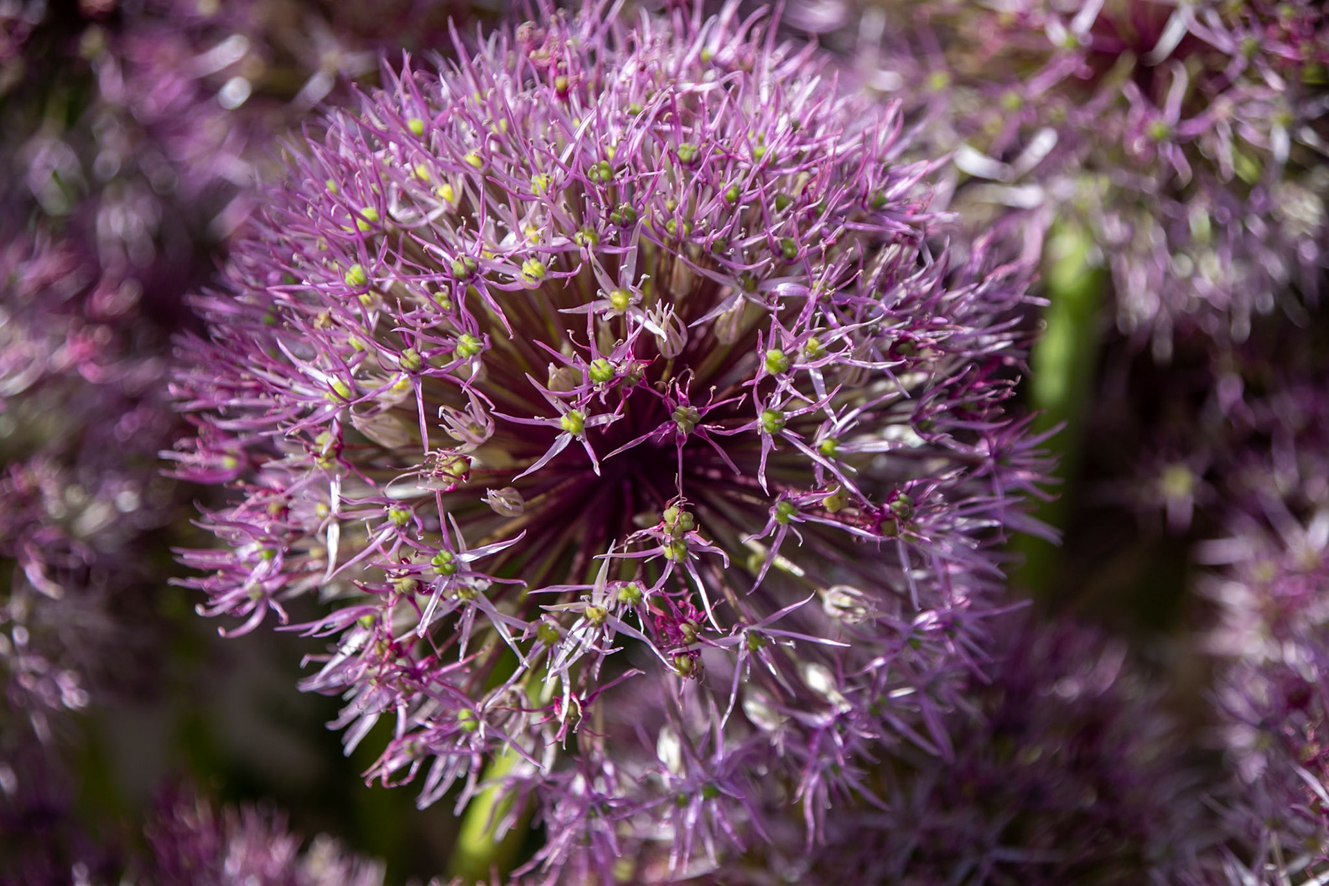 2023-09-05 13:23:53_TAMRON 28-300mm F/3.5-6.3 Di VC PZD A010_f/6.3_1/800 sec_Allium giganteum – Ornamental Onion_Portsmouth Road_Woking_England_51°18'52.9488" N 0°28'25.6548" W