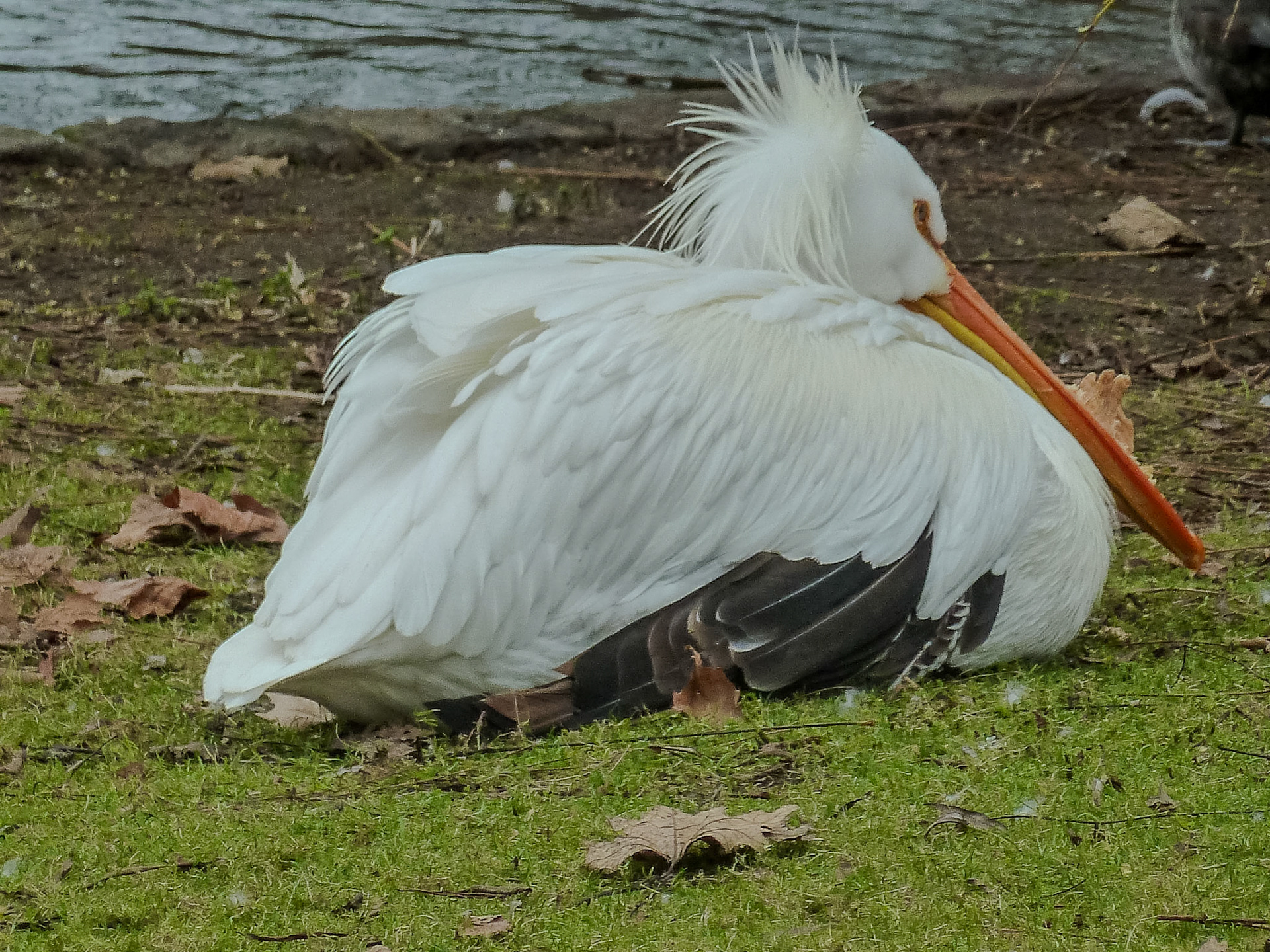 Pelican__2011-02-05__Panasonic__DMC-TZ10__ __f/4.9__1/160 sec__St. James's__London__England__51°30'8.2512" N 0°7'59.5416" W