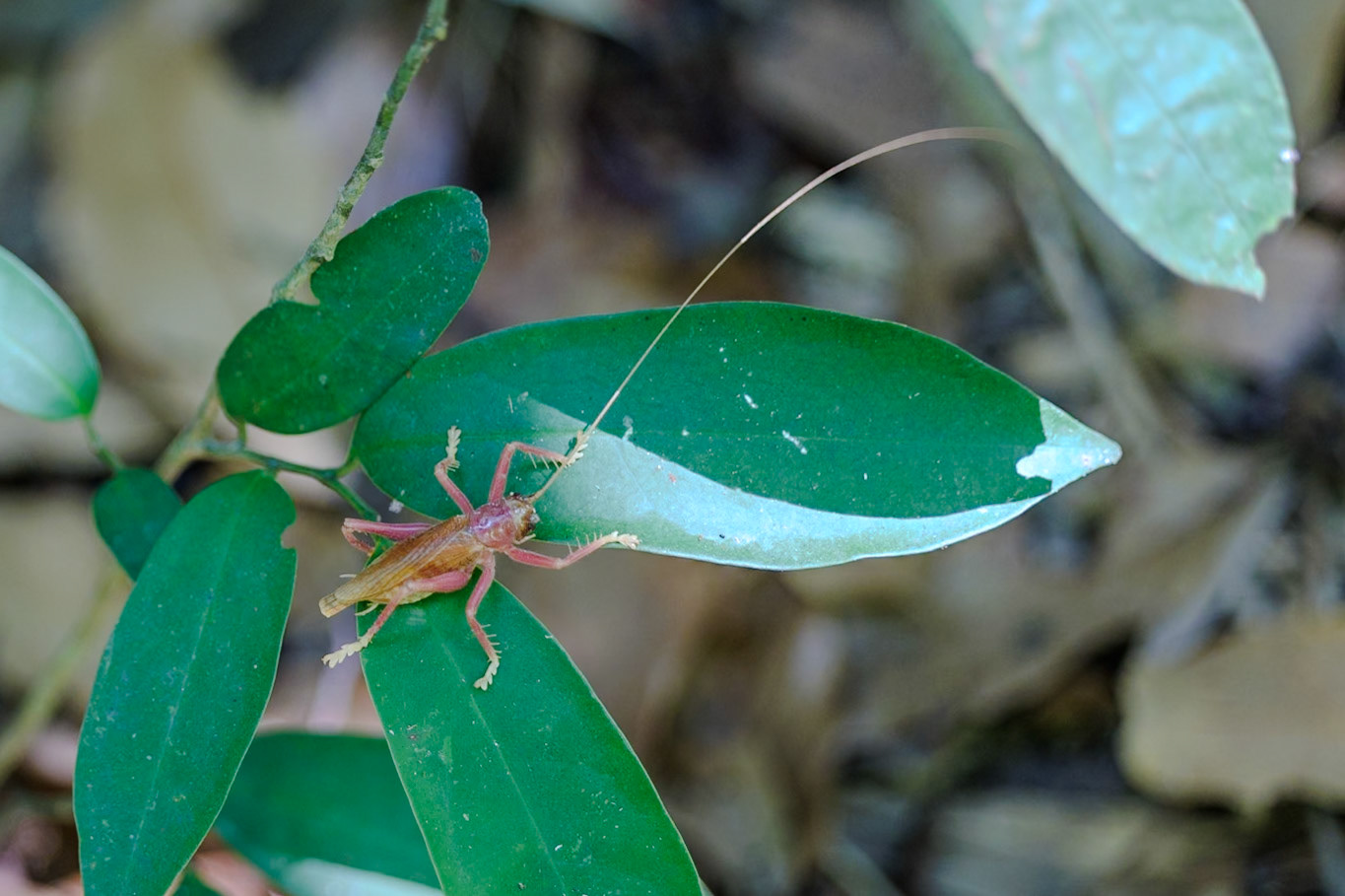 Katydid__2025-02-11__Canon__Canon EOS R3__ RF70-200mm F2.8 L IS USM__f/2.8__1/125 sec__Path to Wang Pai Ha____Thailand__8°54'47.856" N 98°31'16.116" E