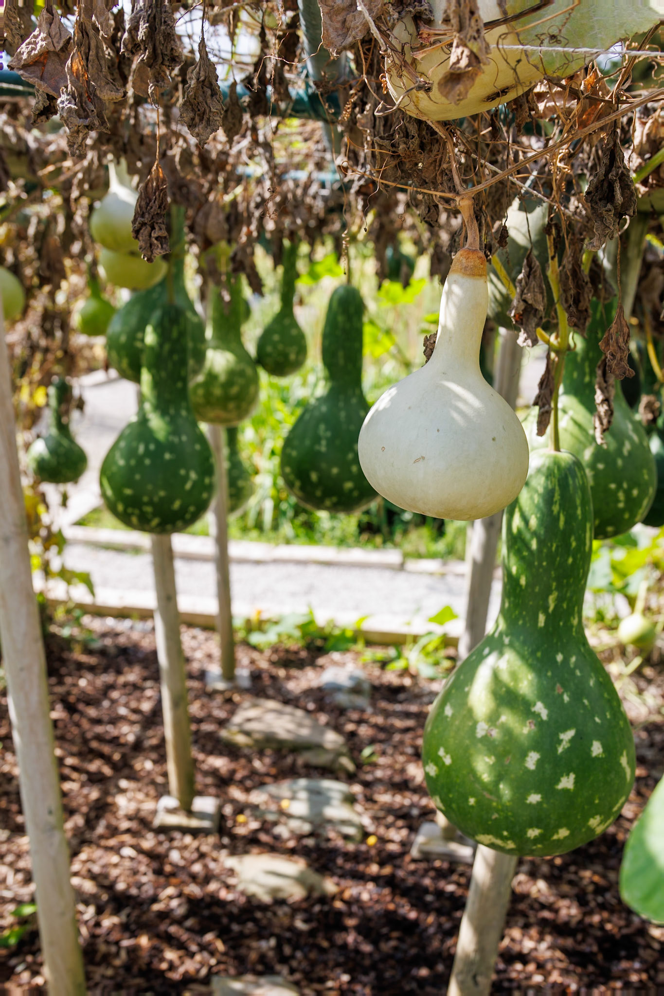 2024-09-25 12:19:03_RF24-240mm F4-6.3 IS USM_f/7.1_1/125 sec_Lagenaria siceraria_Bottle Gourd / Calabash_Mihanovićeva ulica_City of Zagreb_Croatia_45°48'16.4988" N 15°58'24.8232" E