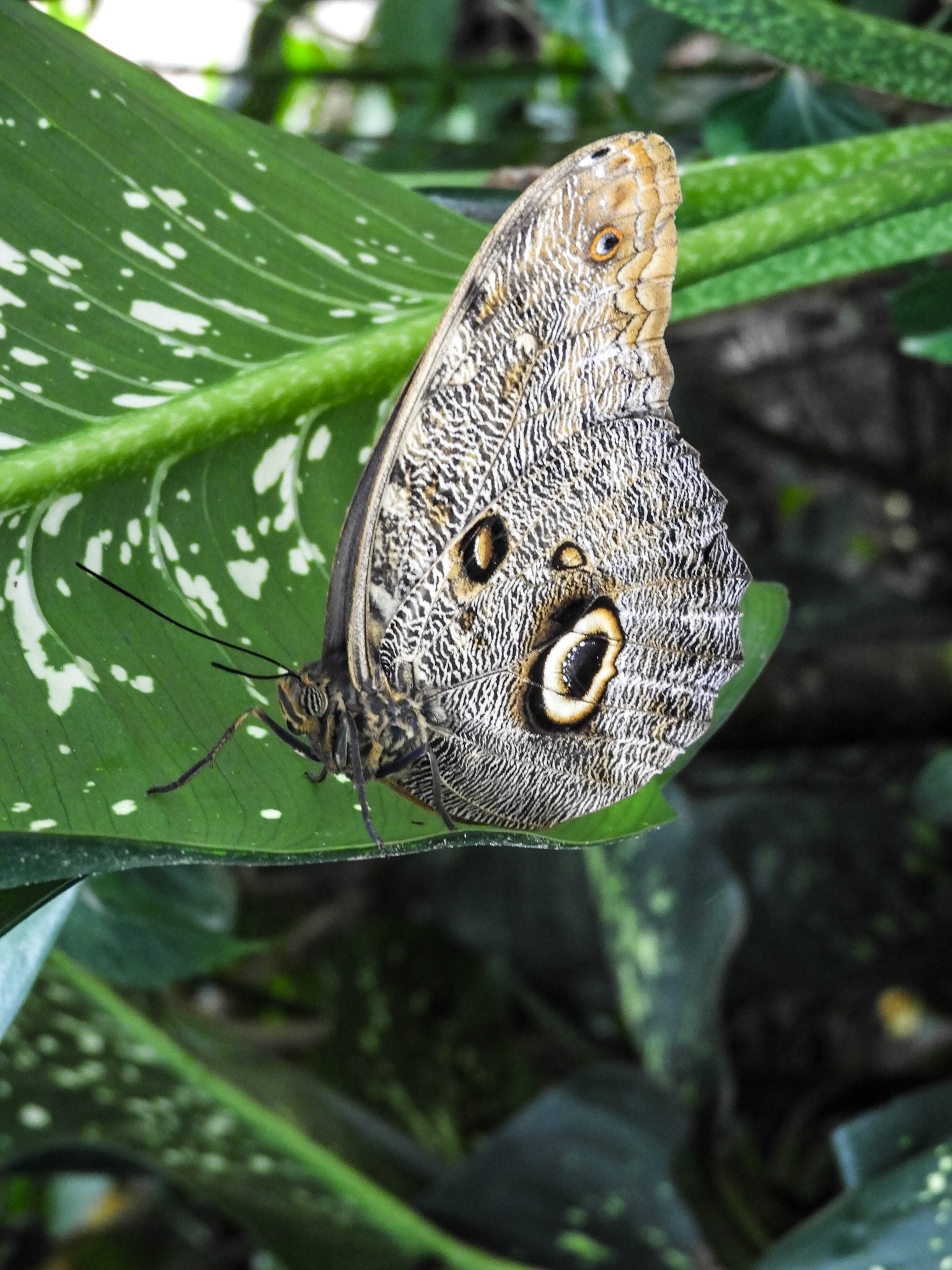 Owl Butterfly__2018-11-07__Nikon__Coolpix B700__ __f/4.8__1/30 sec__Vía Aeropuertoo__Tambopata__Peru__12°36'0.9" S 69°13'13.7748" W