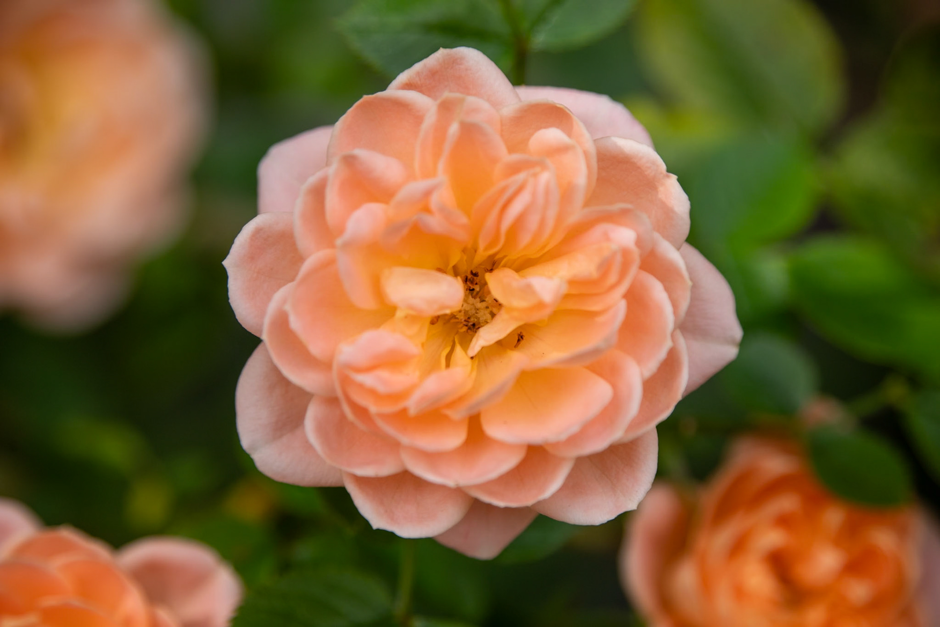 2023-08-17 15:43:05_TAMRON 28-300mm F/3.5-6.3 Di VC PZD A010_f/6.3_1/320 sec_Plant: Rosa sp. – likely an English Rose cultivar_Staines Road_Wraysbury_England_51°27'18.72" N 0°33'18.2412" W