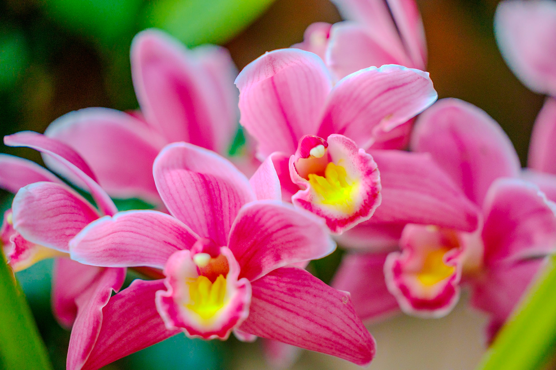 2025-03-30 18:28:48_RF70-200mm F2.8 L IS USM_f/2.8_1/4000 sec_Cymbidium hybrid__Helsby_Cheshire_UK_53°16'11.7912" N 2°46'4.836" W