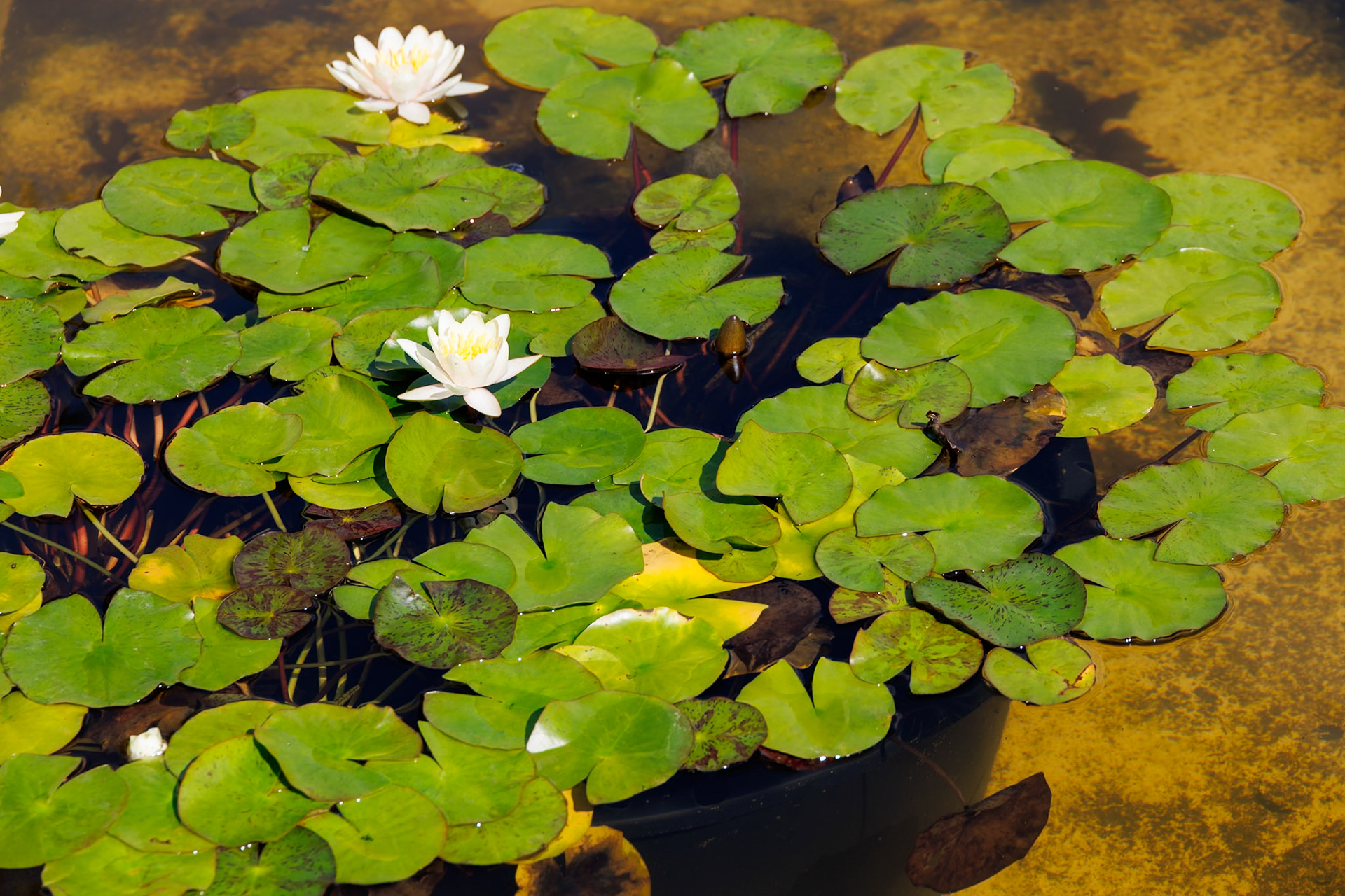 2024-09-25 12:01:43_RF24-240mm F4-6.3 IS USM_f/8_1/250 sec_White water lily (Nymphaea alba)_Mihanovićeva ulica_City of Zagreb_Croatia_45°48'17.7912" N 15°58'13.8972" E