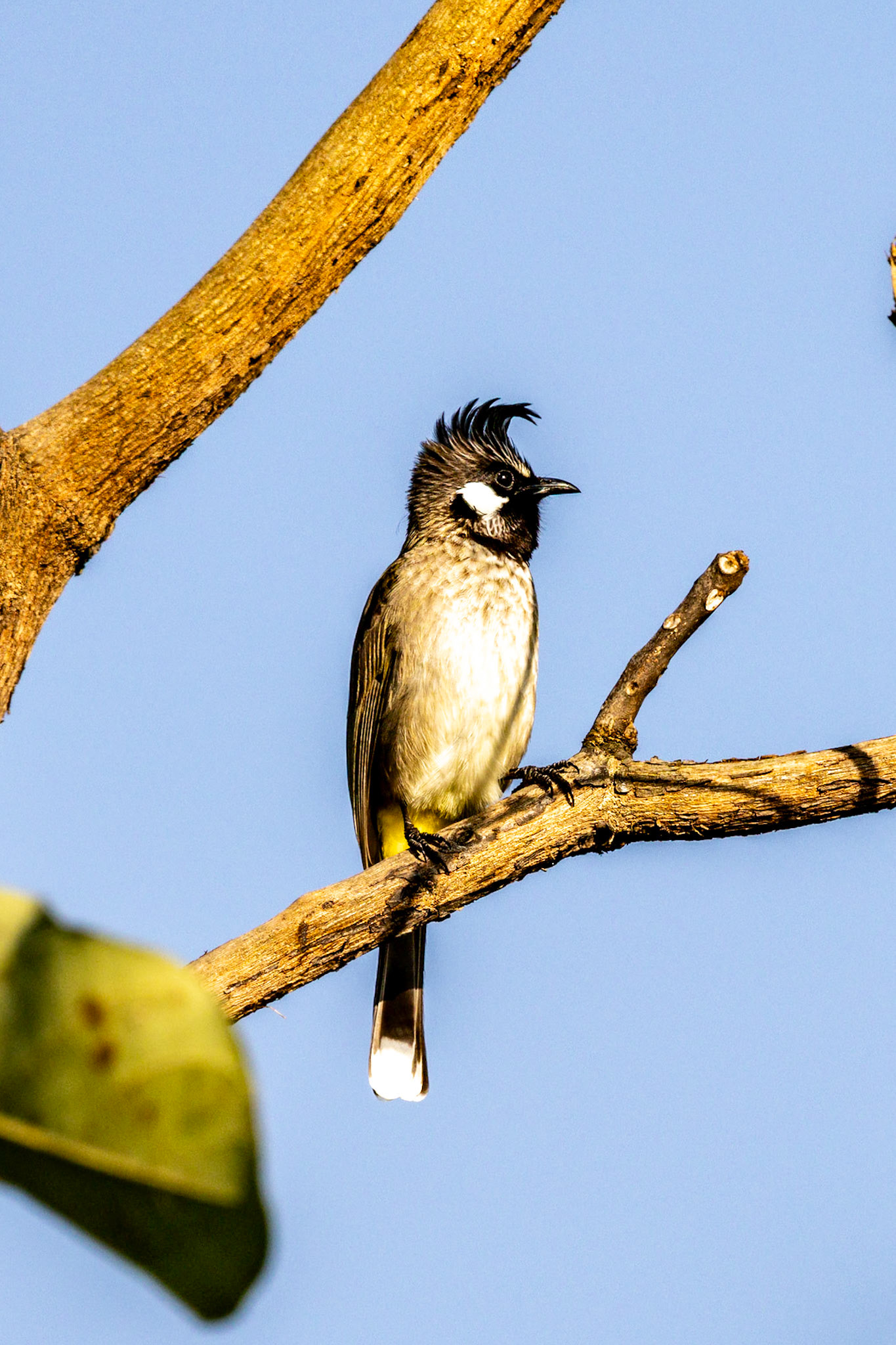 Himalayan Bulbul__2025-12-01__Canon__Canon EOS R3__ RF100-500mm F4.5-7.1 L IS USM__f/8__1/1000 sec__Ghoji__Sult__India__29°34'1.74" N 79°6'36.504" E