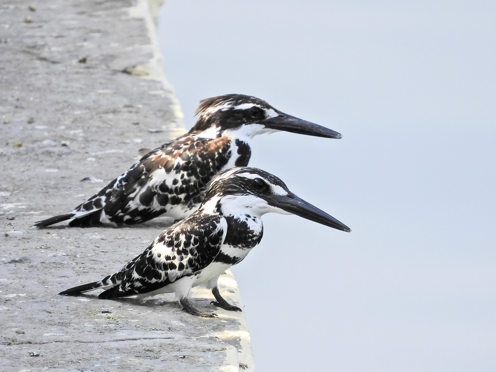 Pied Kingfishers__2018-02-21__Nikon__Coolpix B700__ __f/5.6__1/400 sec________