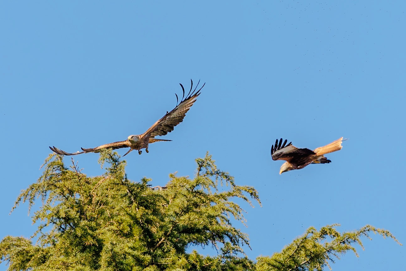 Red Kites__2025-03-26__Canon__Canon EOS R3__ RF70-200mm F2.8 L IS USM__f/4__1/3200 sec__Old School Court__Hythe End__England__51°27'17.8992" N 0°33'17.6148" W