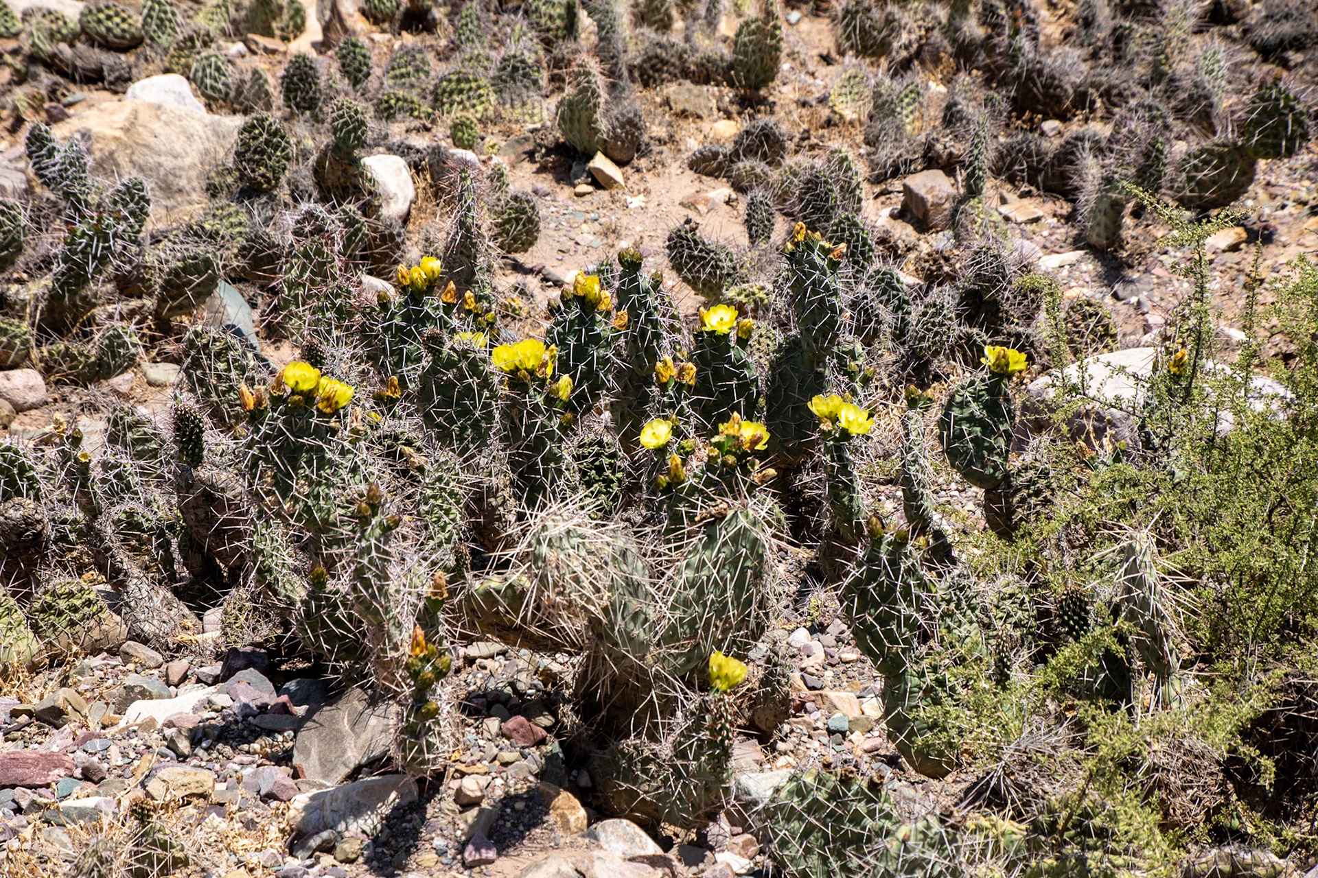2023-11-08 16:34:38_TAMRON 28-300mm F/3.5-6.3 Di VC PZD A010_f/14_1/250 sec_Opuntia sulphurea – Spiny Prickly Pear (dense colony)_Pasaje Simón Carrillo_Municipio de Tilcara_Argentina_23°35'7.746" S 65°24'10.9332" W