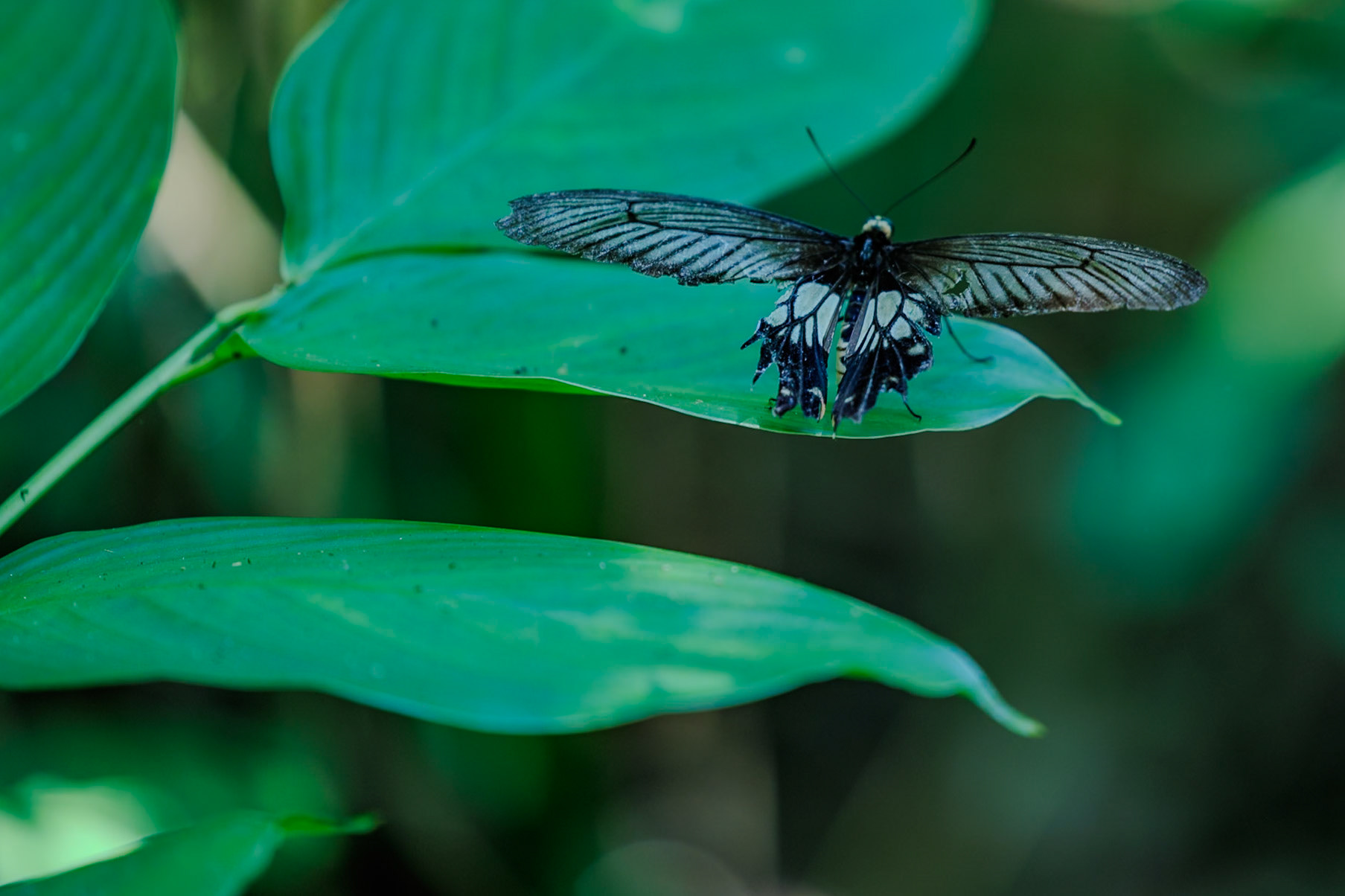 Swallowtail__2025-02-11__Canon__Canon EOS R3__ RF70-200mm F2.8 L IS USM__f/2.8__1/60 sec__Path to Wang Pai Ha____Thailand__8°54'48.24" N 98°31'11.58" E