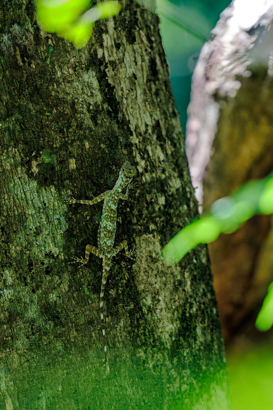 2025-02-11 11:31:04_RF70-200mm F2.8 L IS USM_f/2.8_1/200 sec___Thailand_8°54'48.6792" N 98°31'11.9172" E