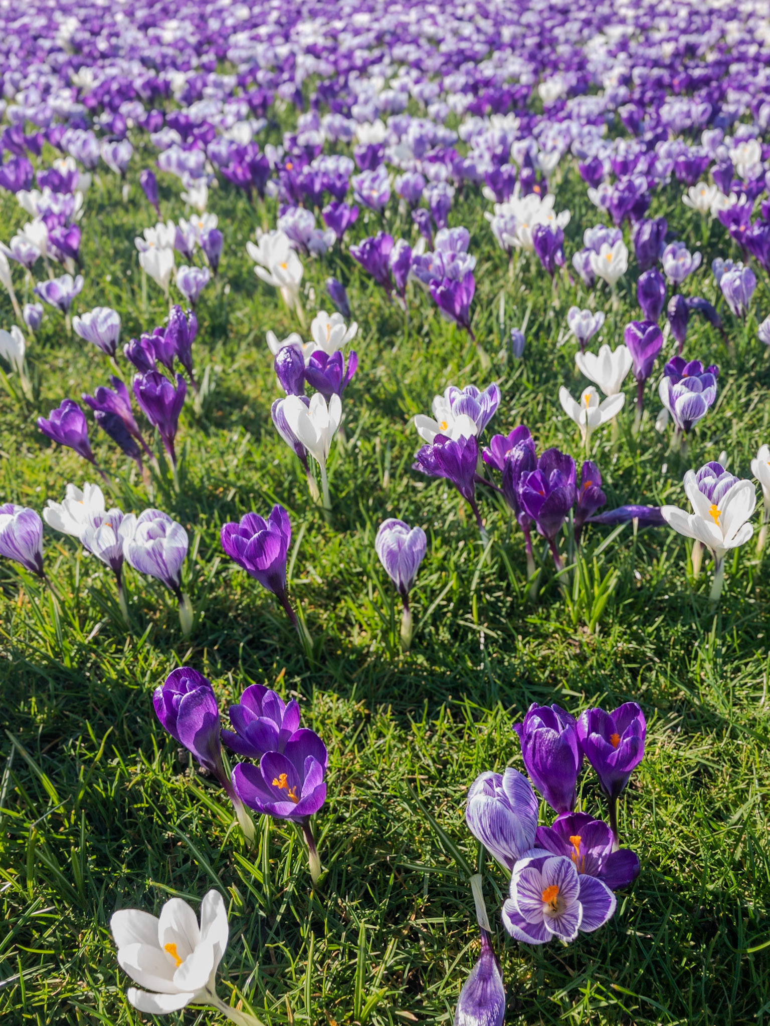 2019-02-26 12:28:20_iPhone X back camera 4mm f/1.8_f/1.8_1/350 sec_Flowers: Mixed Crocus species (e.g. Crocus vernus)_Portsmouth Road_Woking_England_51°18'49.5108" N 0°28'25.0788" W