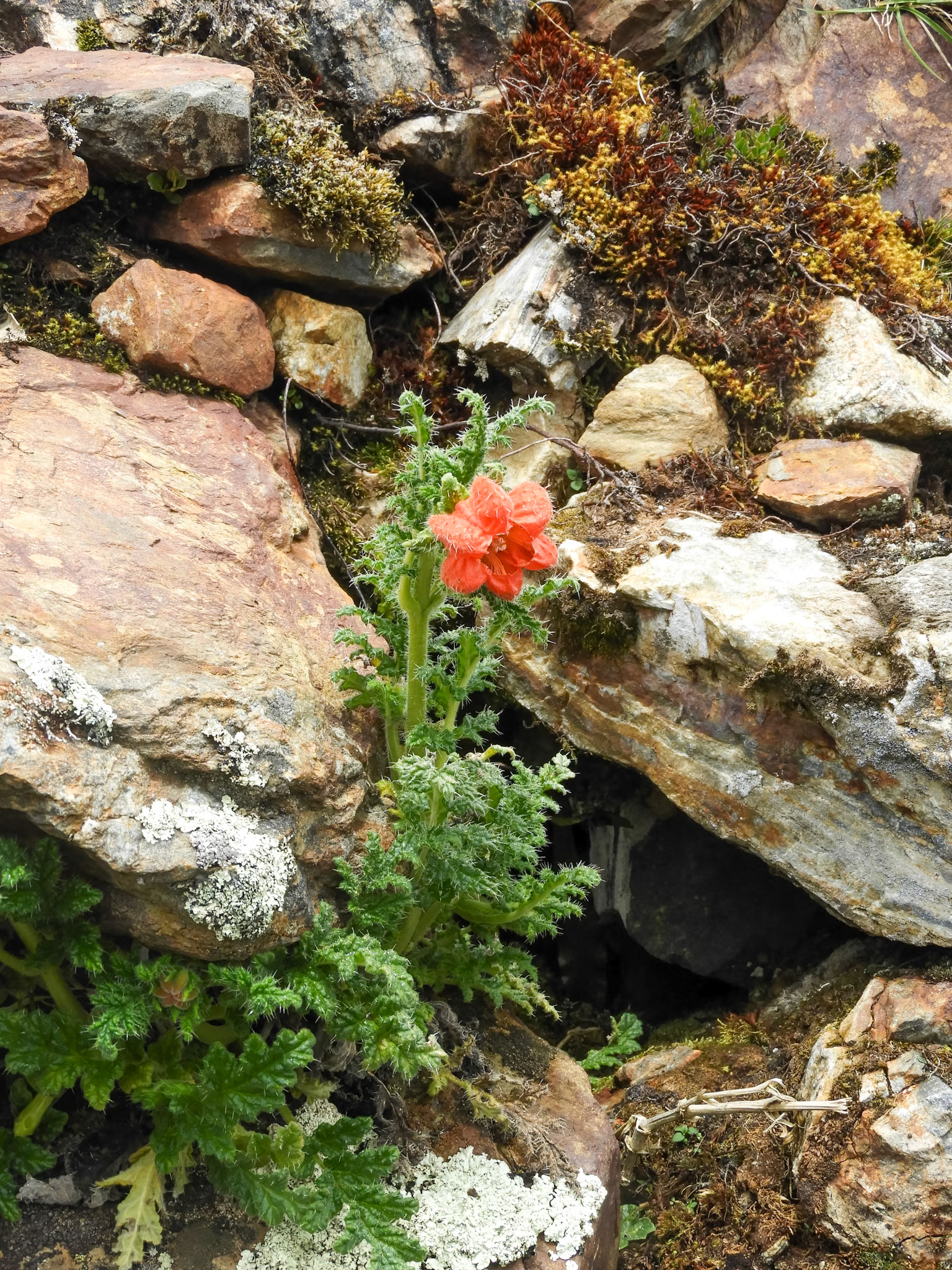 Caiophora andina__2018-11-12__Nikon__Coolpix B700__ __f/4.2__1/500 sec__Salkantay Trek__Mollepata__Peru__13°22'53.3172" S 72°35'8.2572" W
