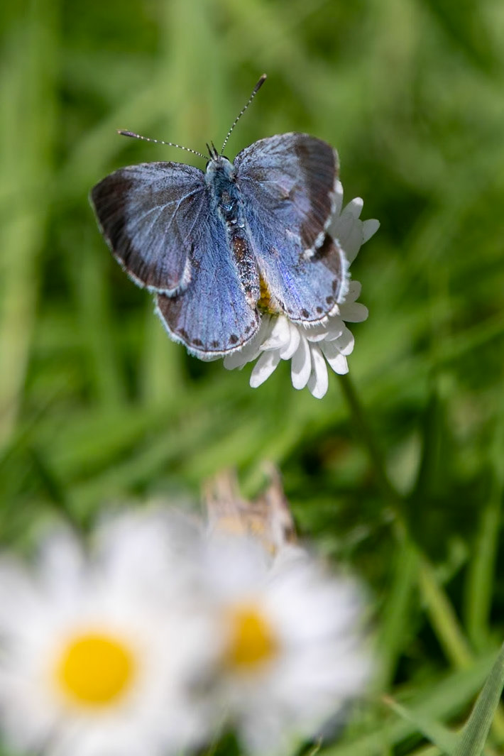 Holly Blue__2023-05-29__Canon__Canon EOS 5D Mark IV__ TAMRON 28-300mm F/3.5-6.3 Di VC PZD A010__f/8__1/640 sec__Old School Court__Hythe End__England__51°27'18.468" N 0°33'19.0368" W