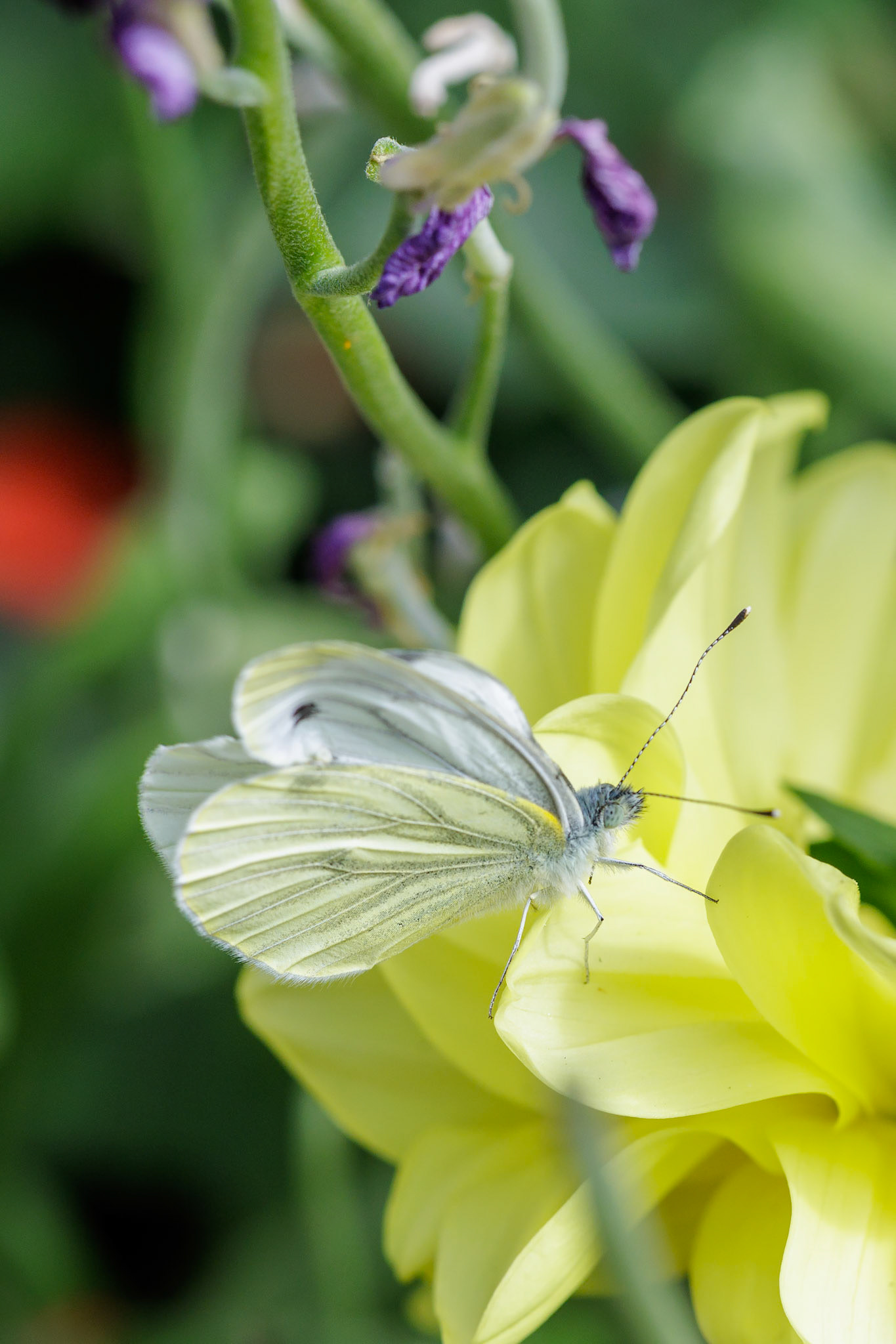 Green-veined White on Dahlia__2025-08-24__Canon__Canon EOS R3__ EF100mm f/2.8L Macro IS USM__f/7.1__1/640 sec__Old School Court__Hythe End__England__51°27'18.4248" N 0°33'17.19" W