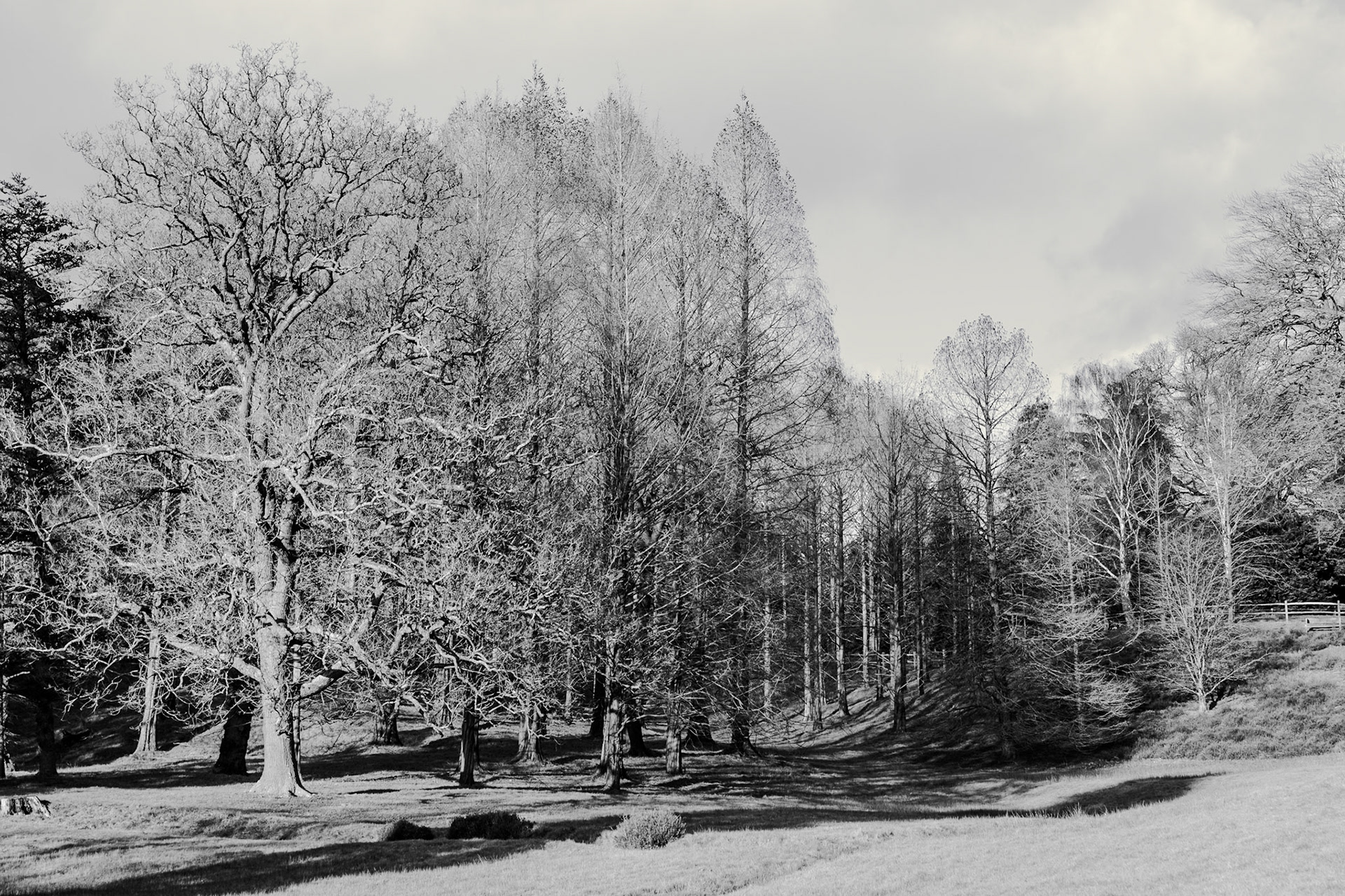 2025-01-07 13:52:53_RF28-70mm F2.8 IS STM_f/5_1/250 sec_The Valley Gardens_Old Windsor_England_51°24'55.7172" N 0°36'18.8352" W