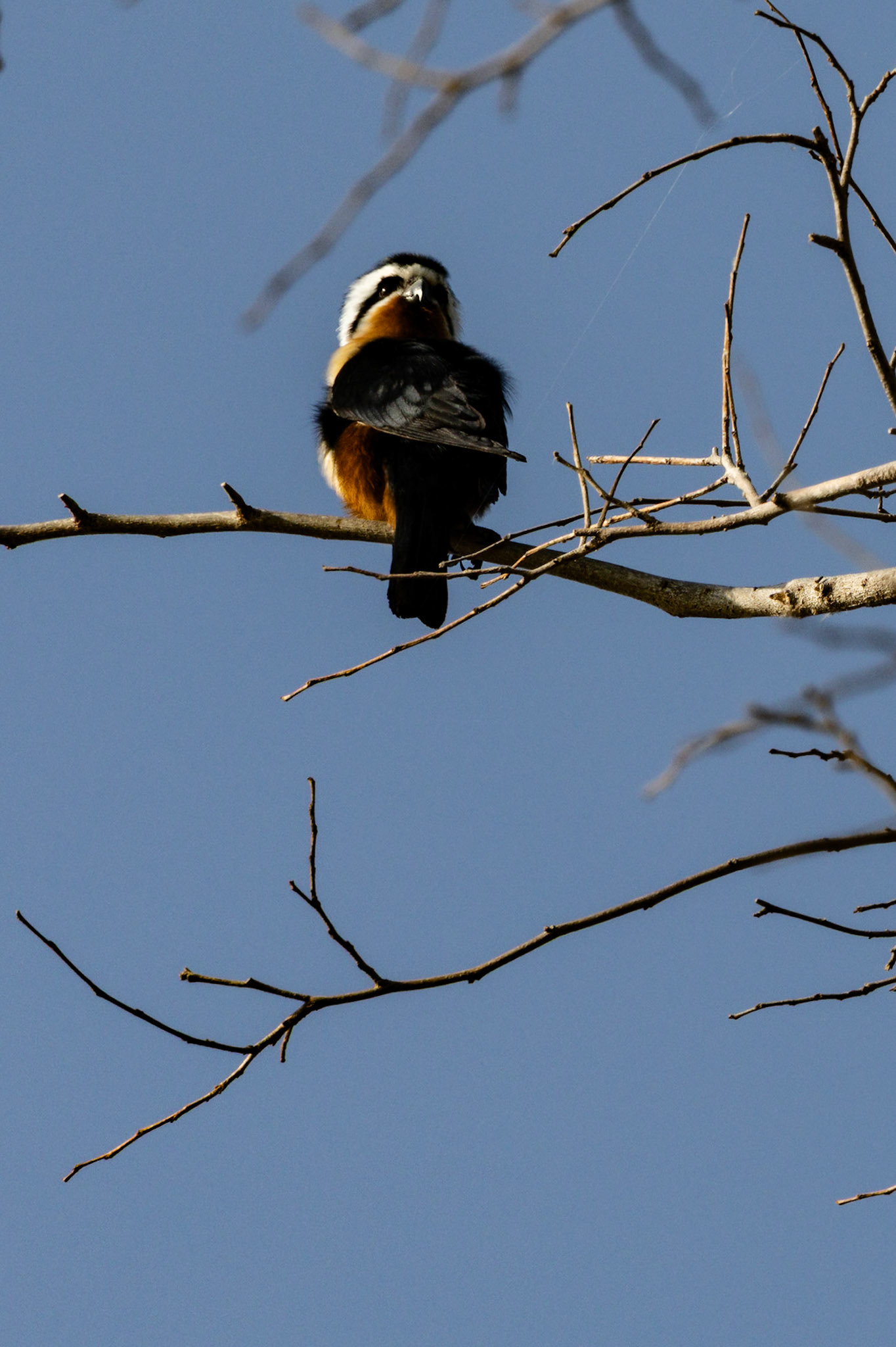 Collared Falconet__2025-12-01__Canon__Canon EOS R3__ RF100-500mm F4.5-7.1 L IS USM__f/14__1/320 sec____Dhela FRH__India__29°26'5.0172" N 78°57'13.8168" E