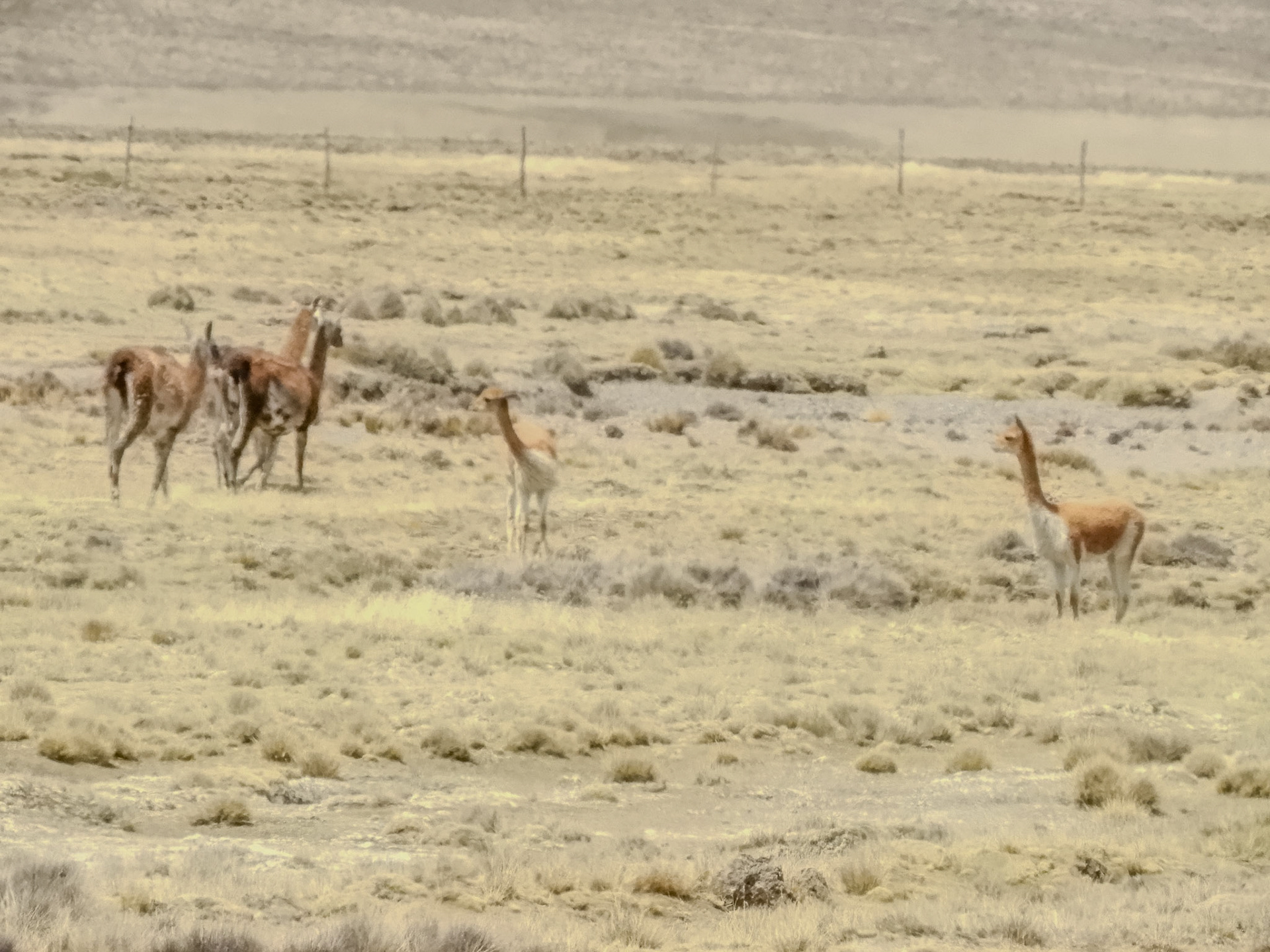 _2018-10-27__Coolpix B700__ __f/8__1/2500 sec__Carretera al Colca__Yanque__Peru__15°50'4.2468" S 71°28'17.1372" W_