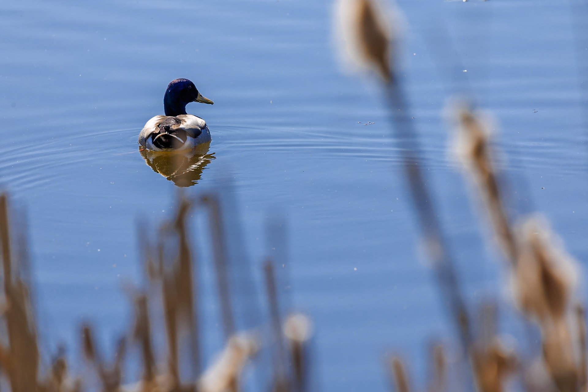 Mallard__2026-03-18__Canon__Canon EOS R3__ RF100-500mm F4.5-7.1 L IS USM__f/9__1/500 sec________51°19'44.5872" N 0°25'46.5132" W