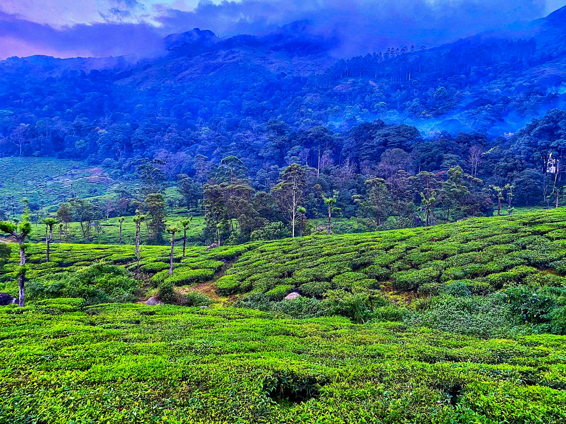 _2022-10-31__iPhone 11 Pro__ iPhone 11 Pro back triple camera 4.25mm f/1.8__f/1.8__1/60 sec____Munnar__India___