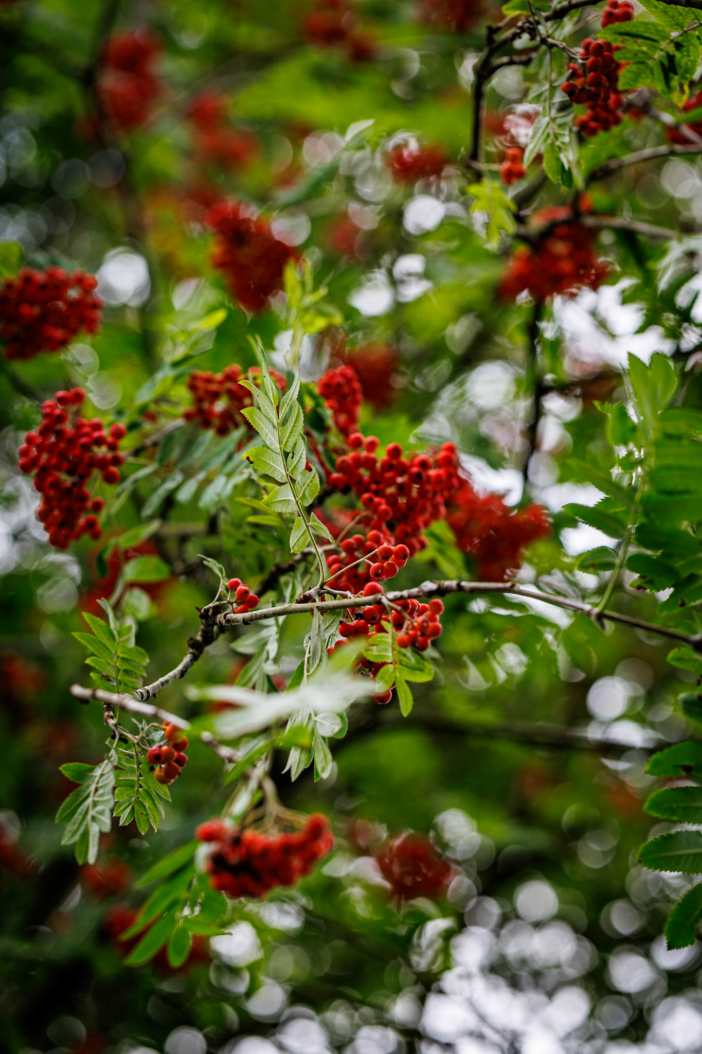 _2024-07-22__Canon__Canon EOS R3__ EF100mm f/2.8L Macro IS USM__f/4.5__1/250 sec__Windsor Great Park__Windsor__UK__